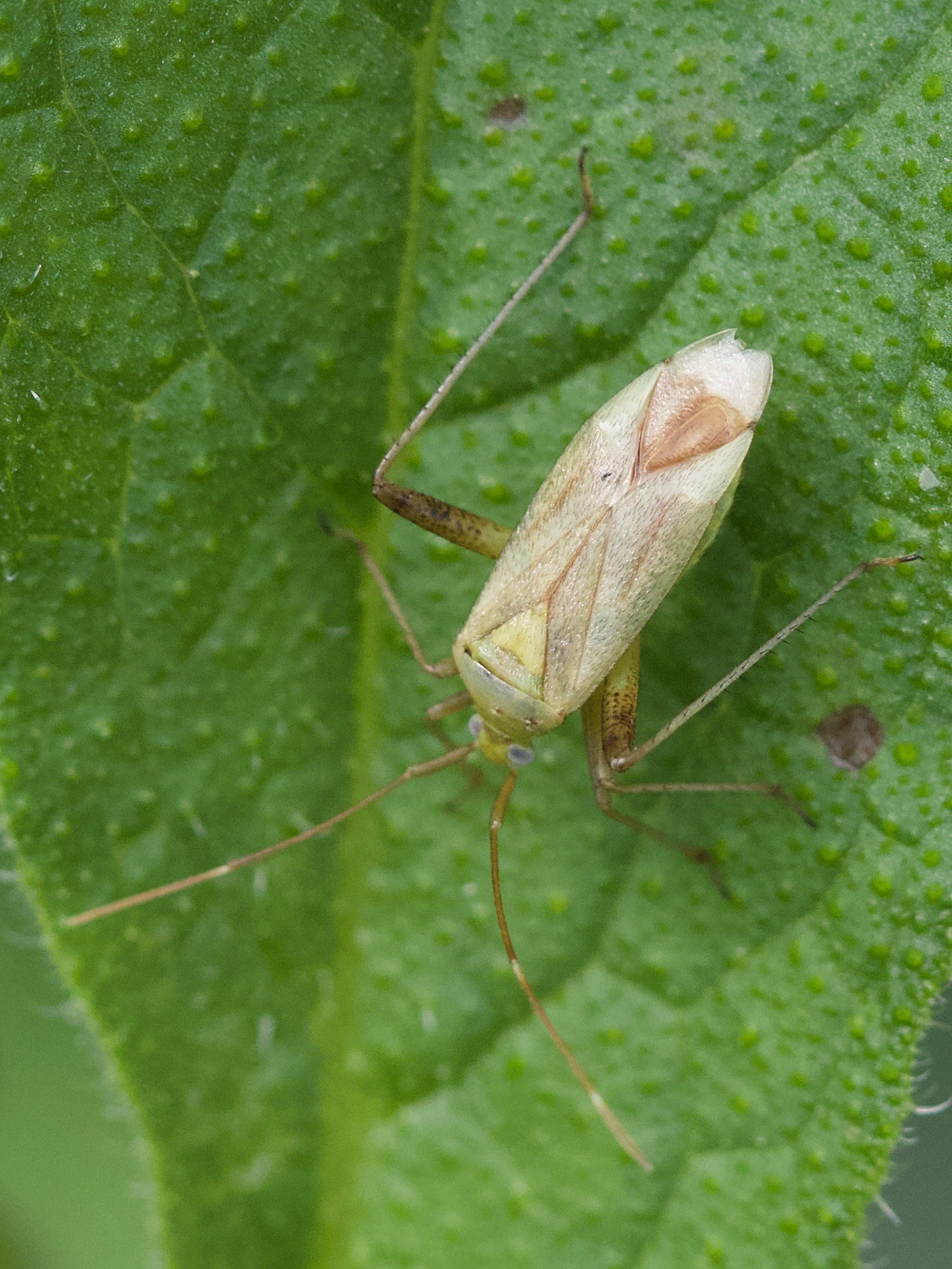 Afficher le média adelphocoris_lineolatus4md adelphocoris_lineolatus4md