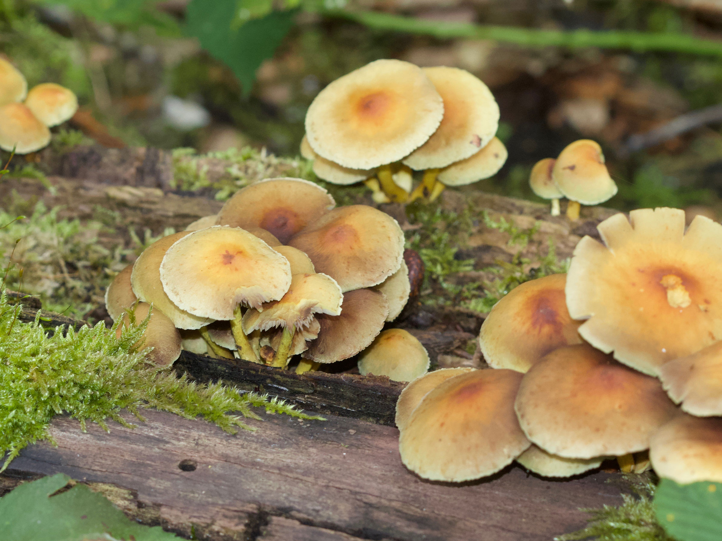 Afficher le média hypholoma_fasciculare9md hypholoma_fasciculare9md