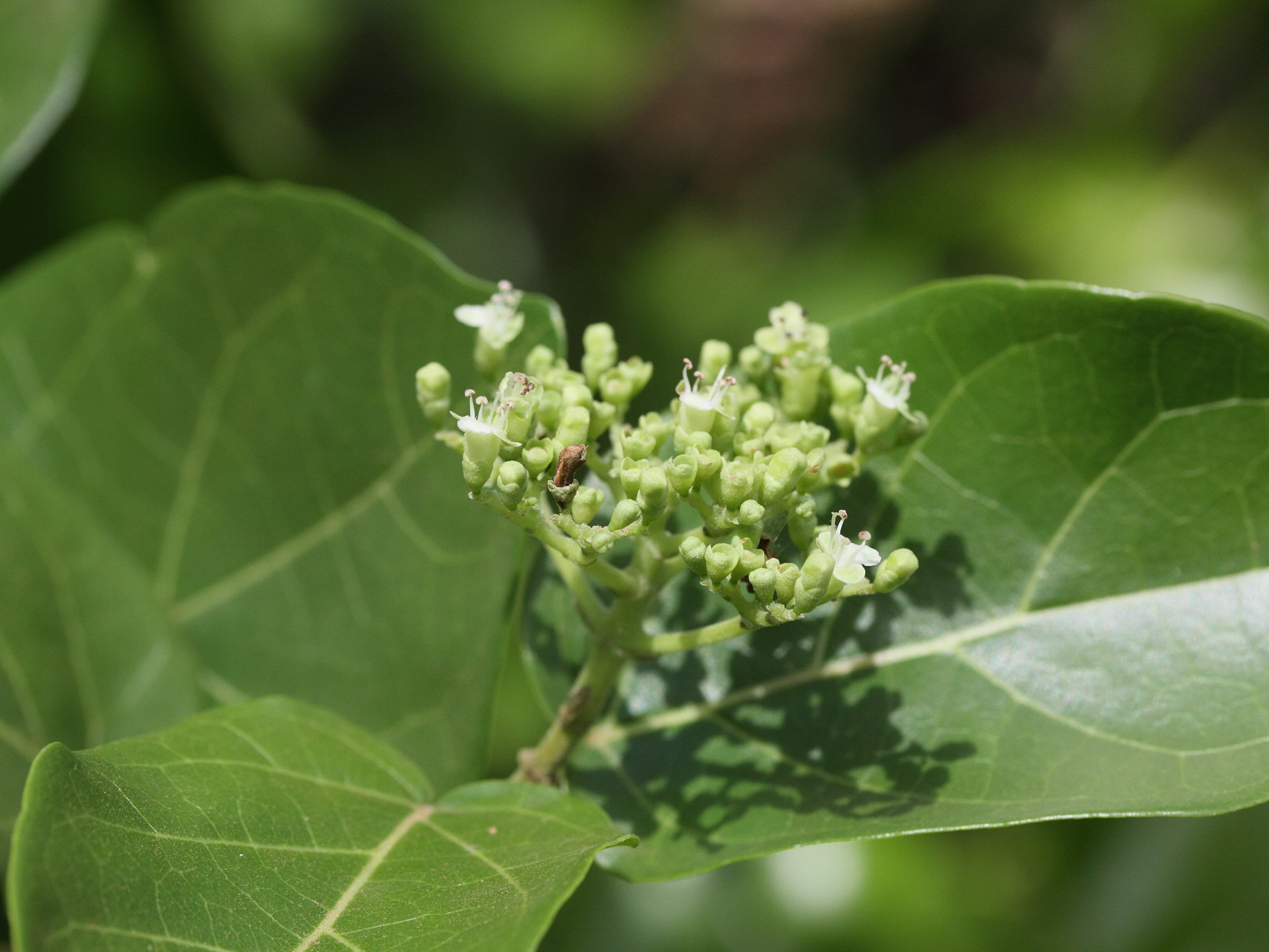 Afficher le média premna_serratifolia1md premna_serratifolia1md