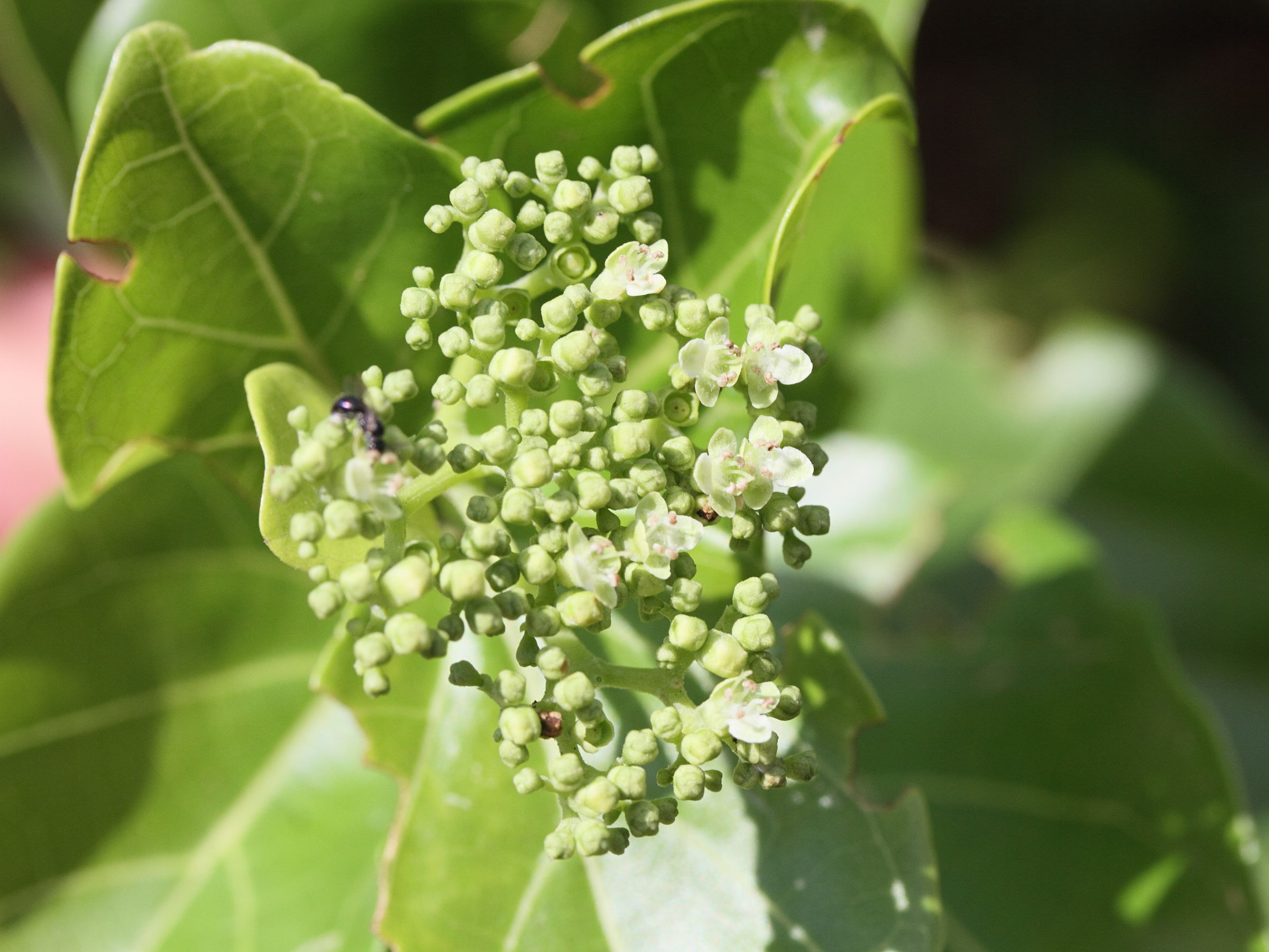 Afficher le média premna_serratifolia2md premna_serratifolia2md