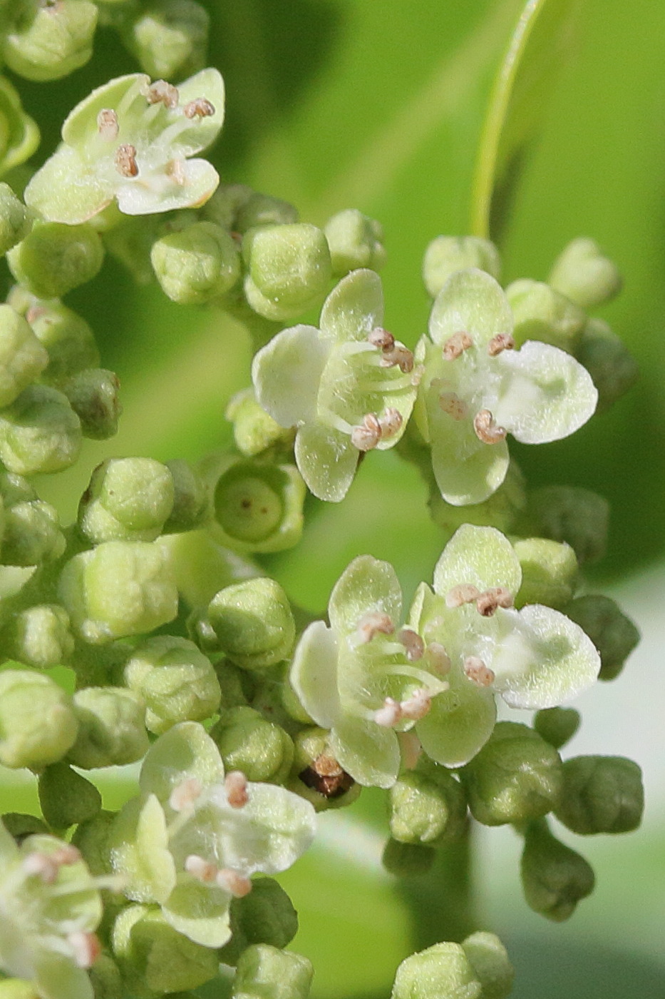 Afficher le média premna_serratifolia3md premna_serratifolia3md