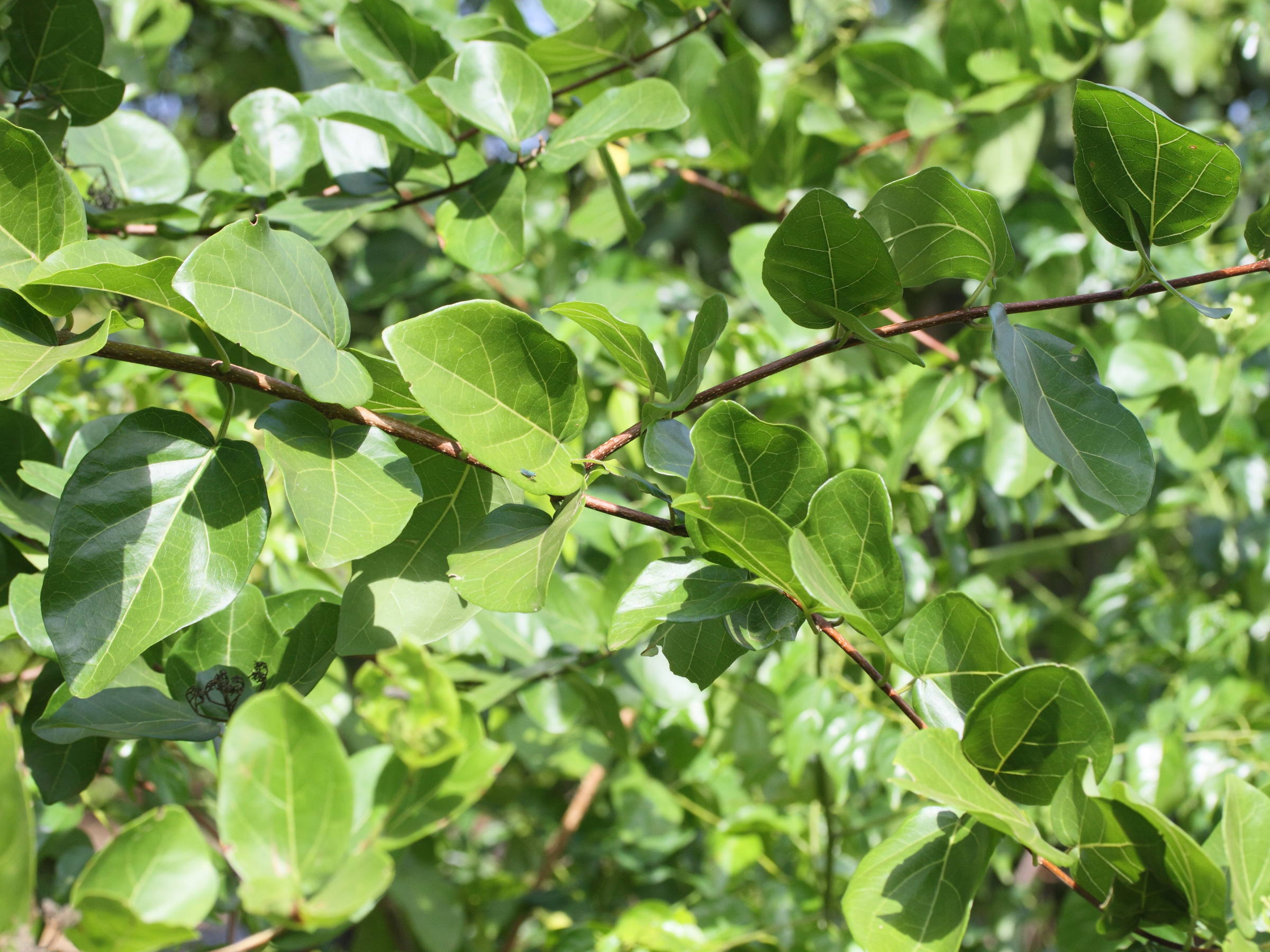 Afficher le média premna_serratifolia4md premna_serratifolia4md