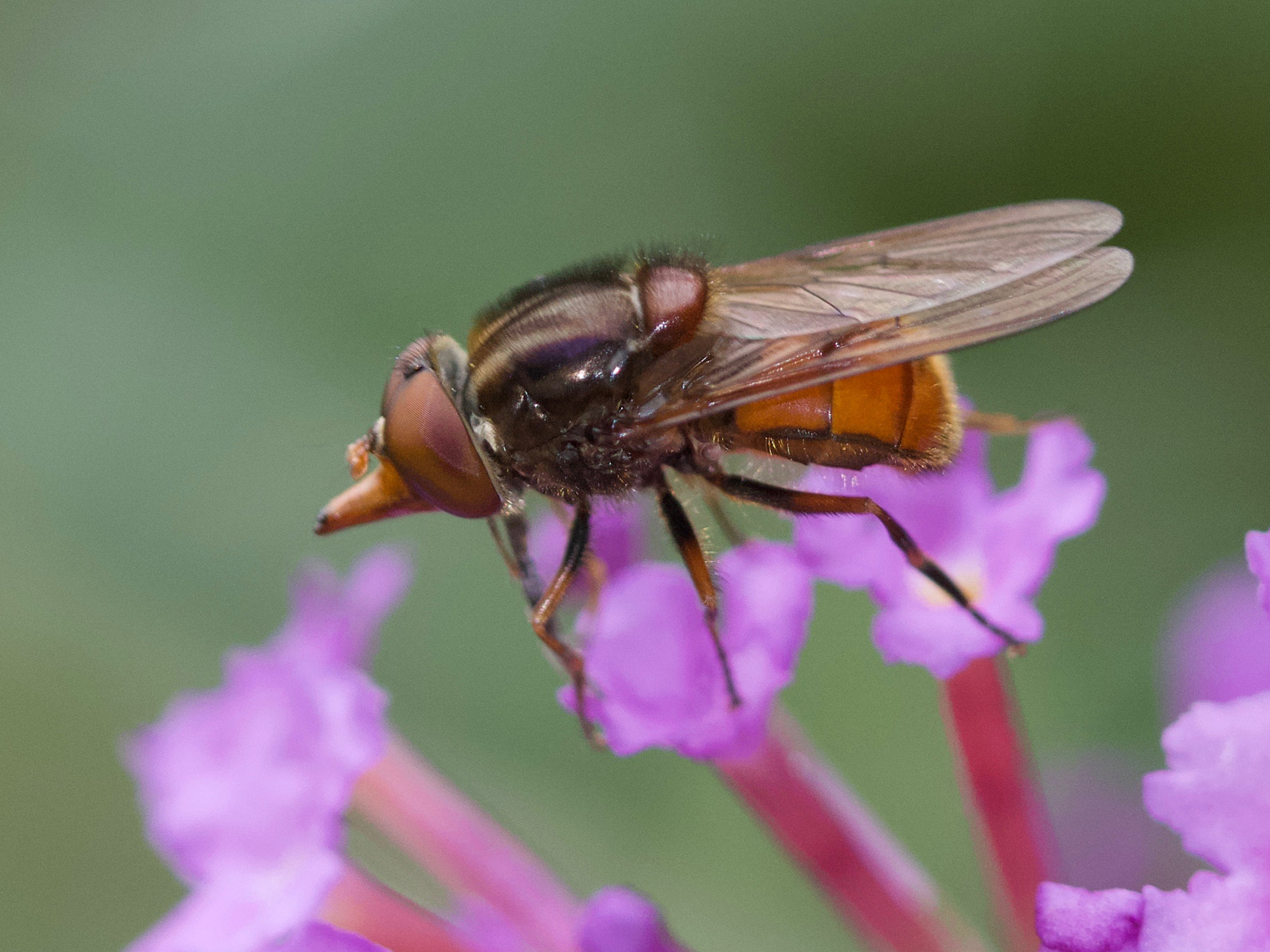 rhingia_campestris8md