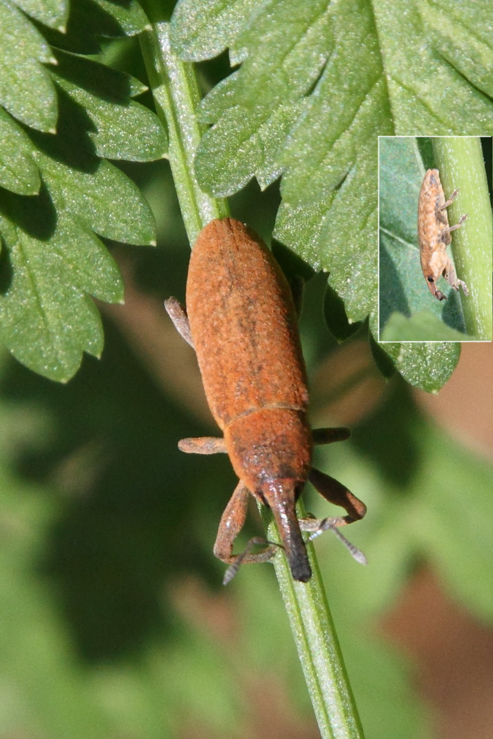 Afficher le média lixus_iridis3md lixus_iridis3md