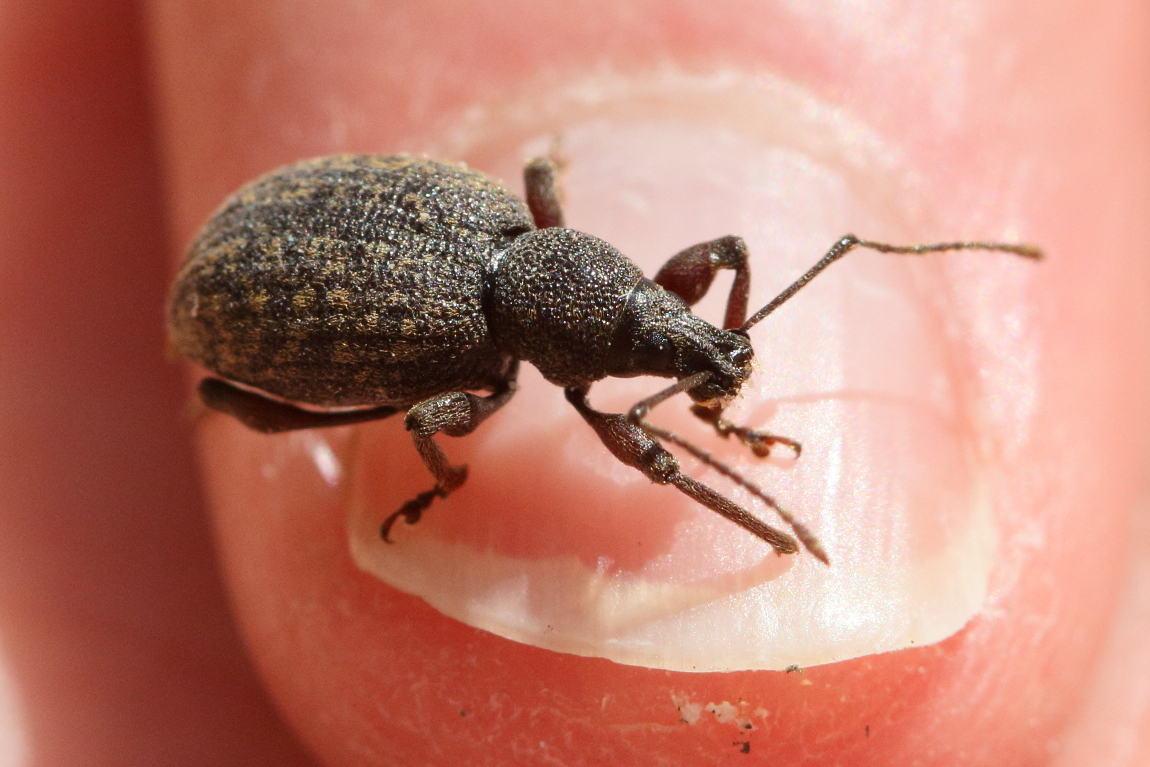 otiorhynchus_sulcatus1md