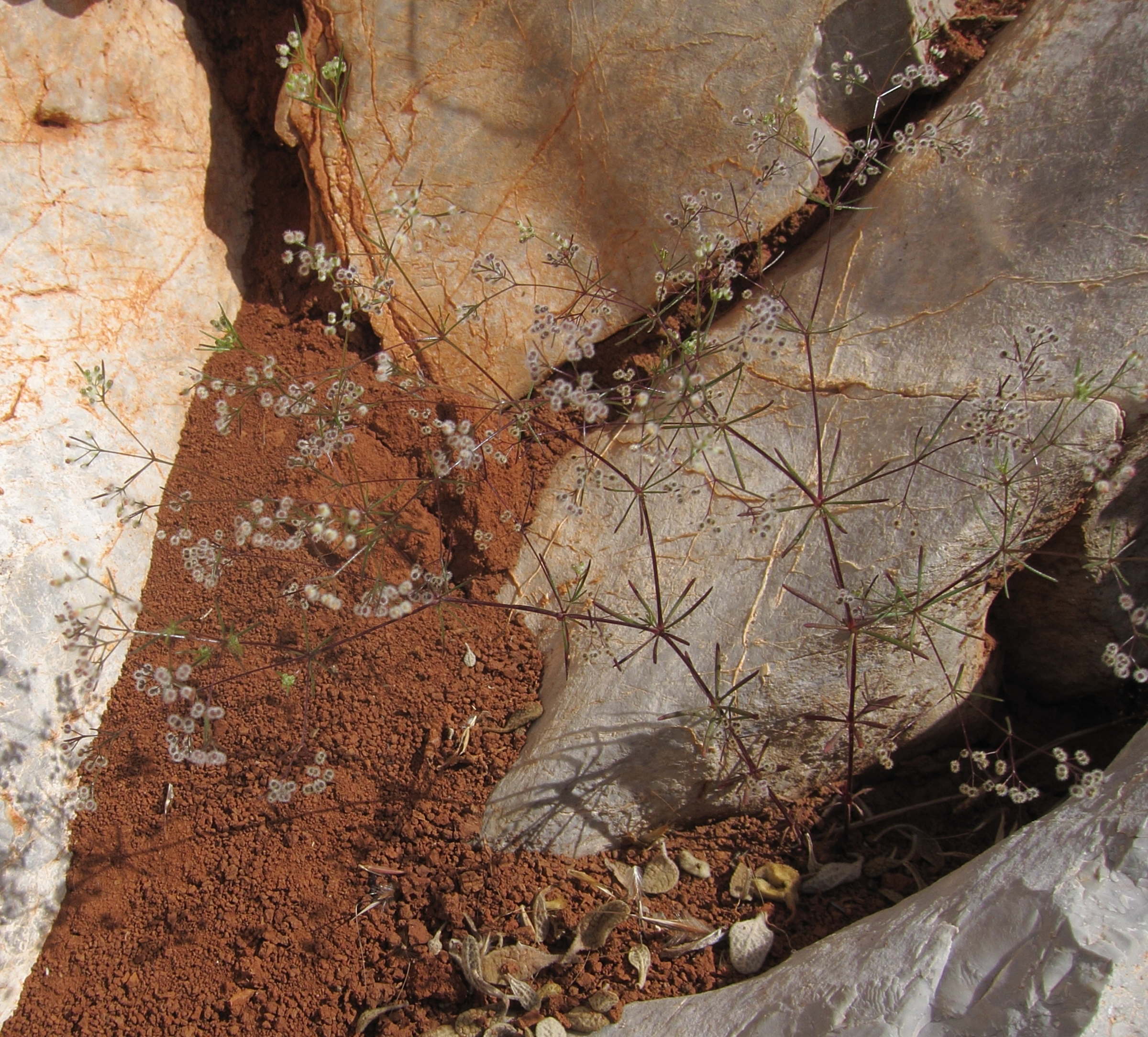 galium_setaceum_decaisnei4bd