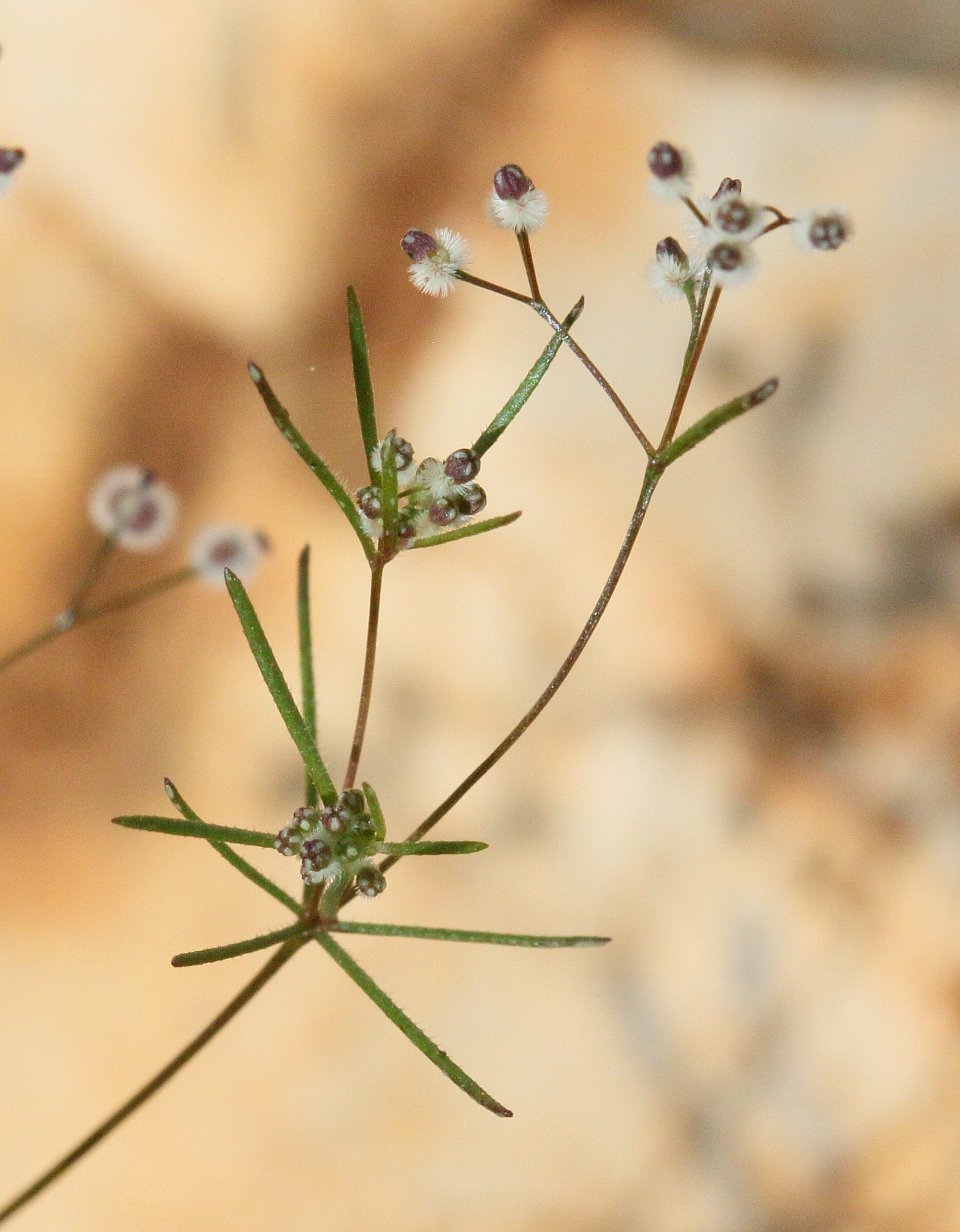 galium_setaceum_decaisnei5bd