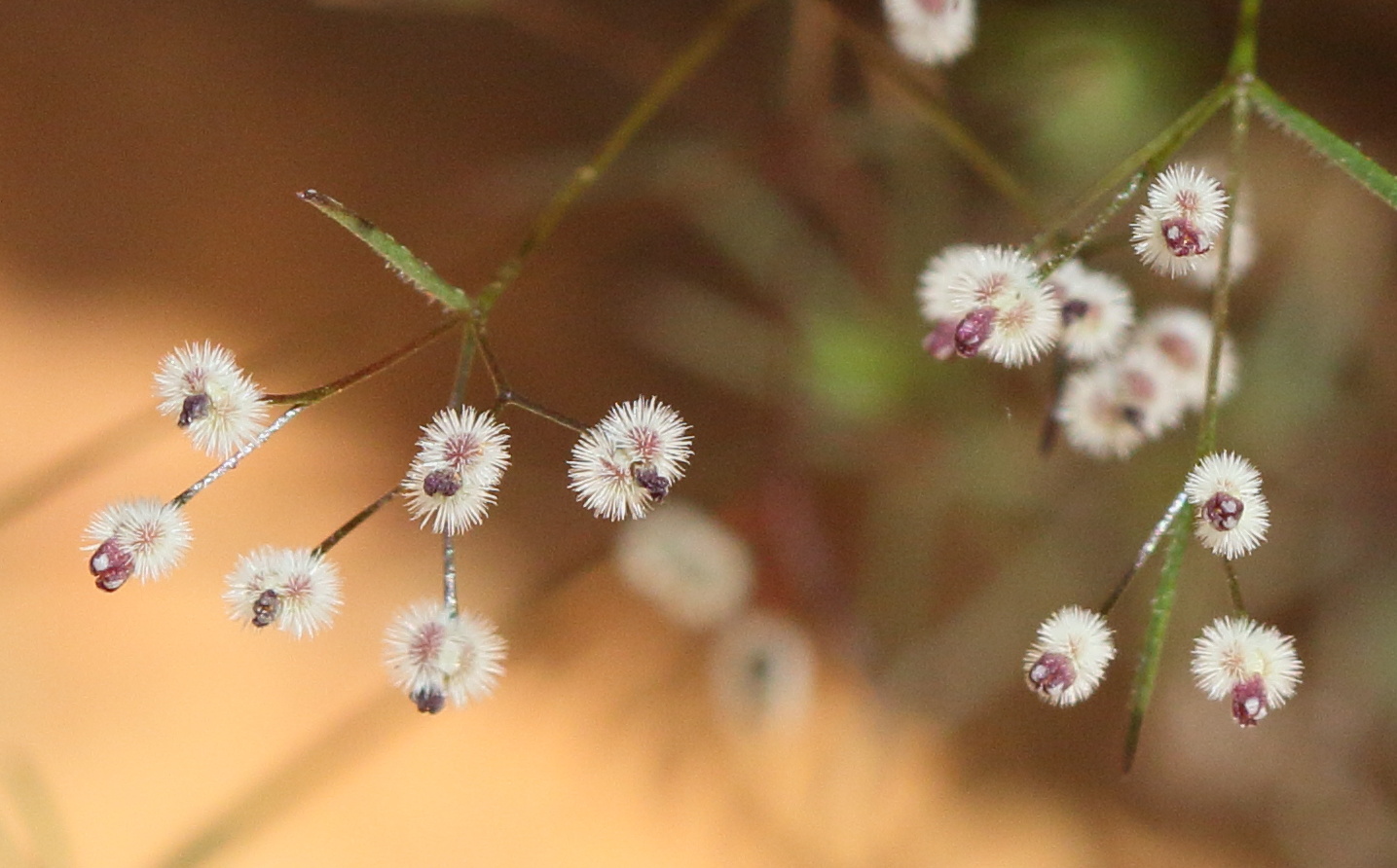 galium_setaceum_decaisnei6bd