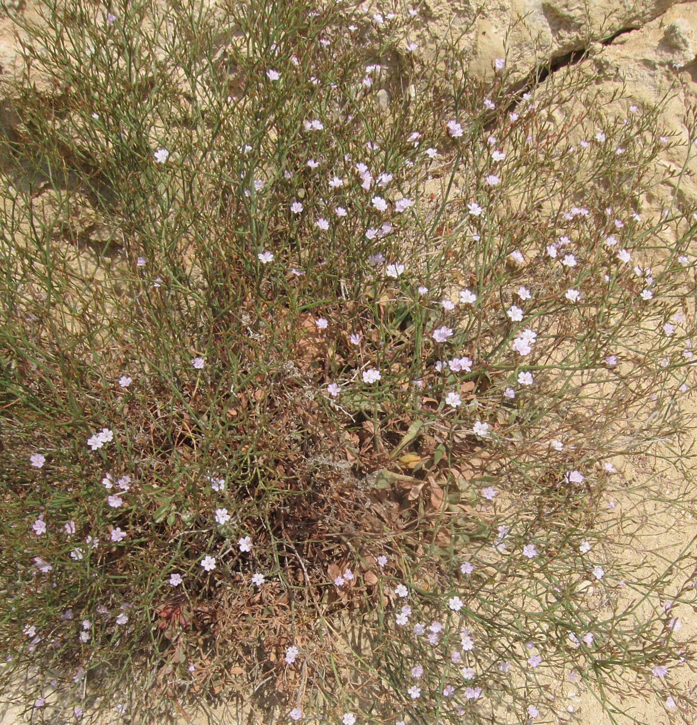 limonium_virgatum2bd