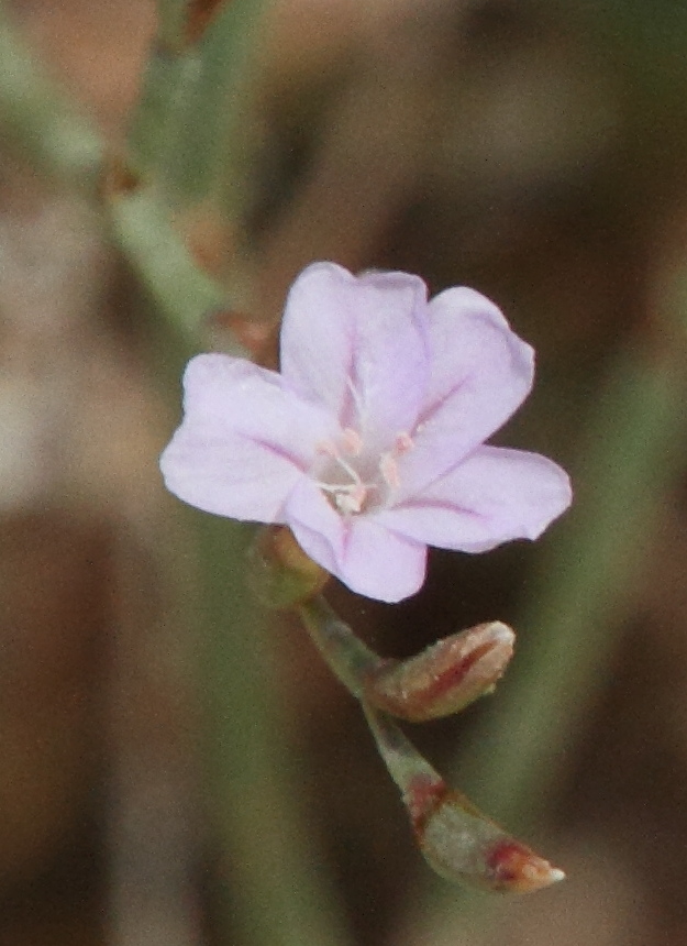 limonium_virgatum5md