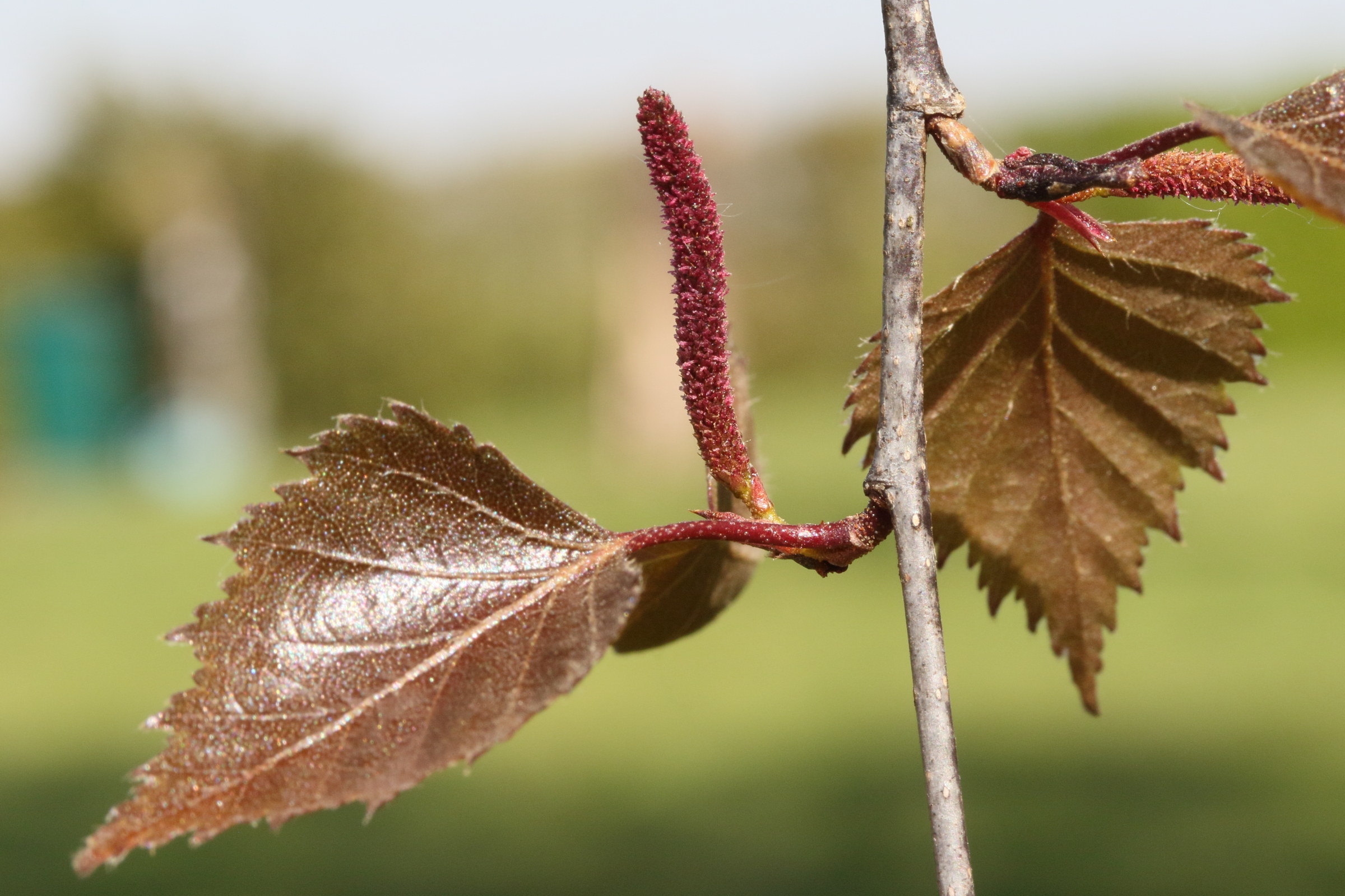 betula_pendula7md