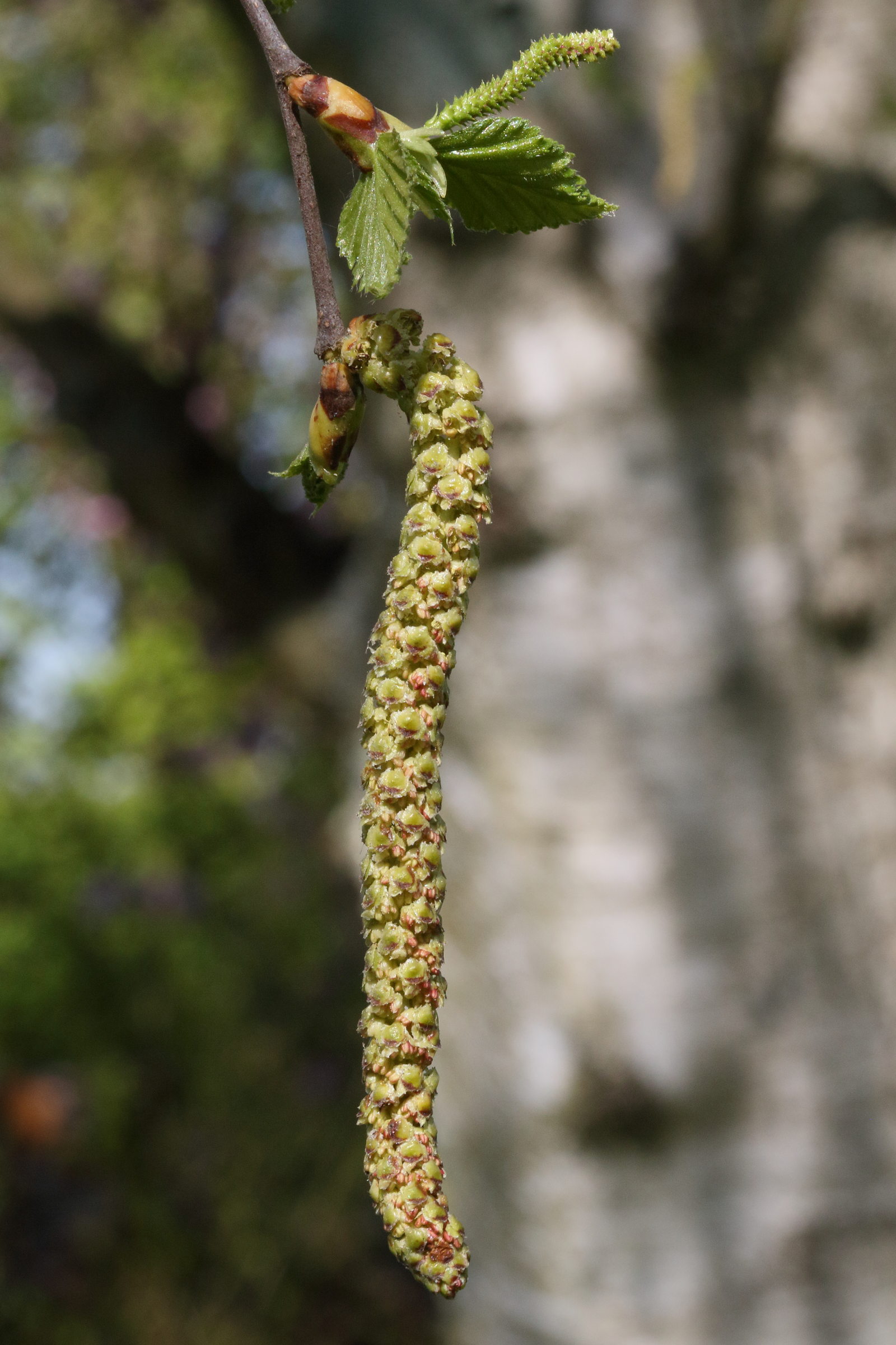 betula_pendula8md