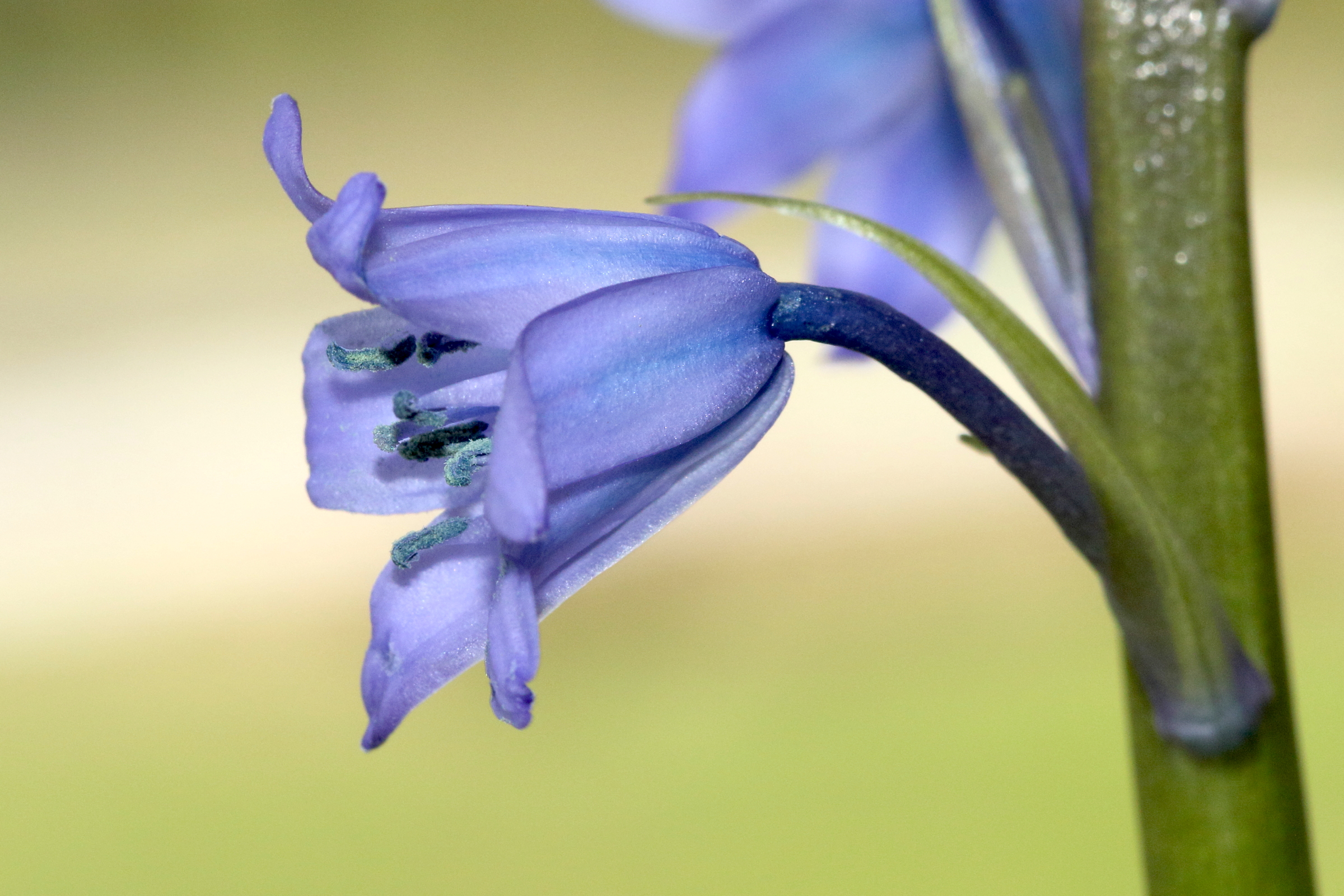 hyacinthoides_x_massartiana3md