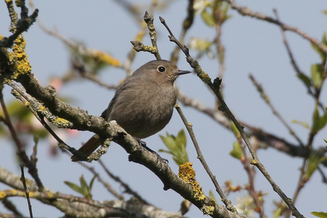 rougequeue_noir_-_phoenicurus_ochruros10bd