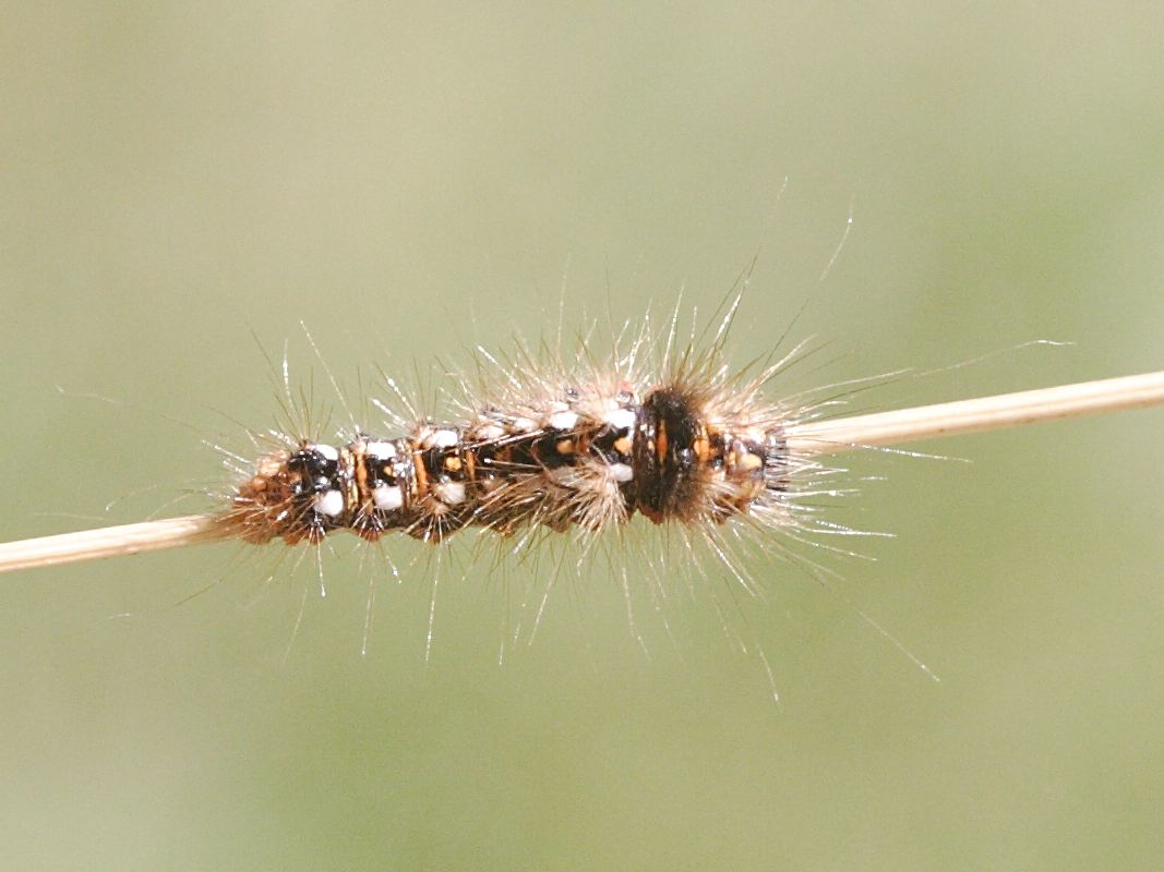acronicta_rumicis_ch10md