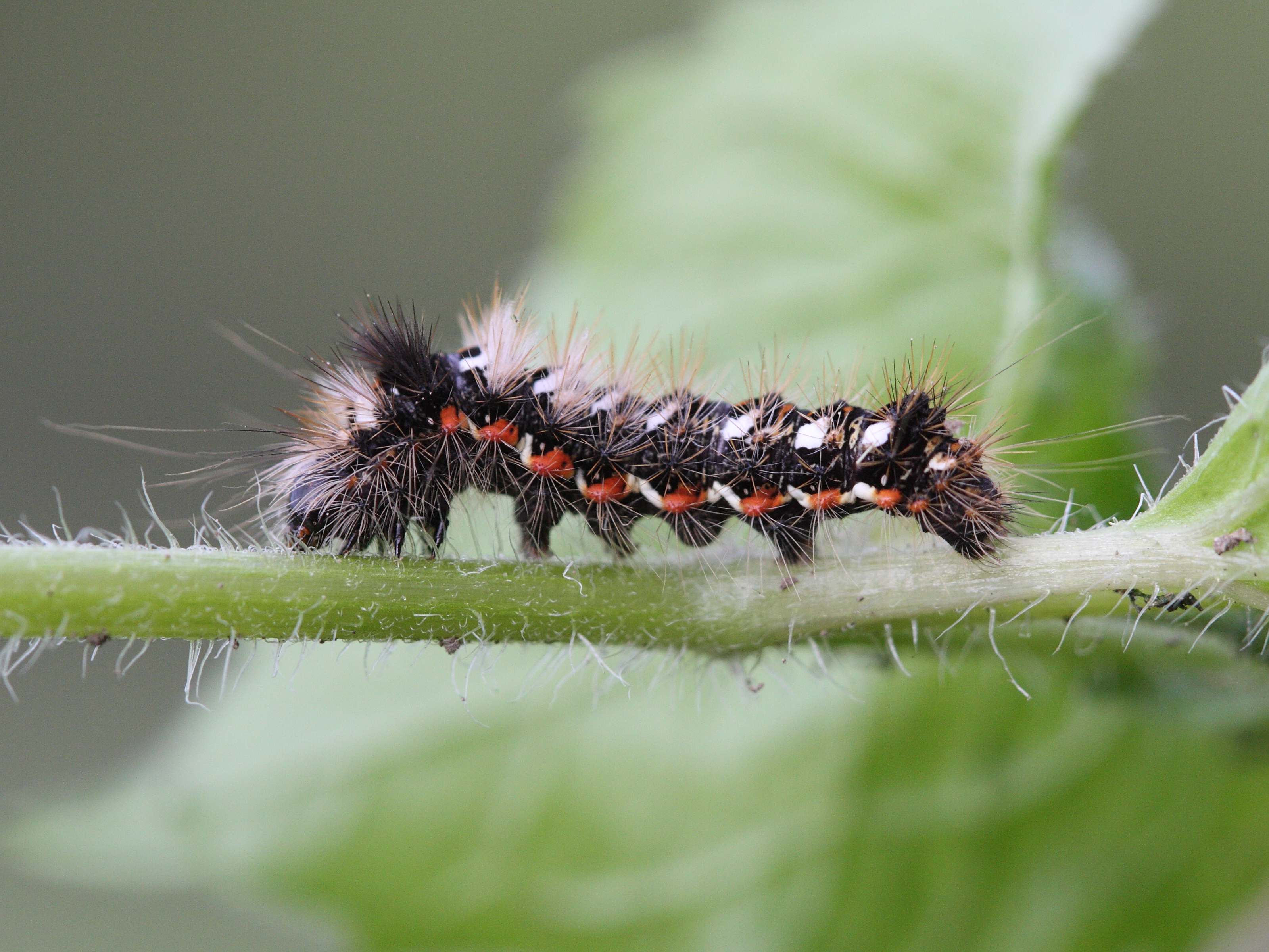 acronicta_rumicis_ch7md