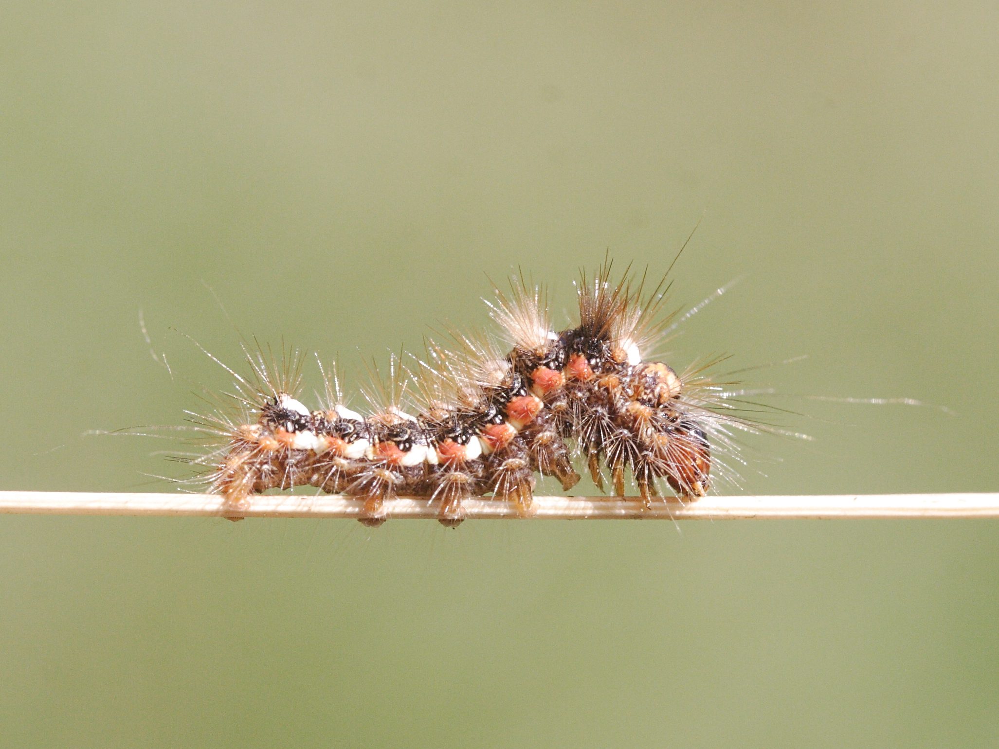 acronicta_rumicis_ch9md