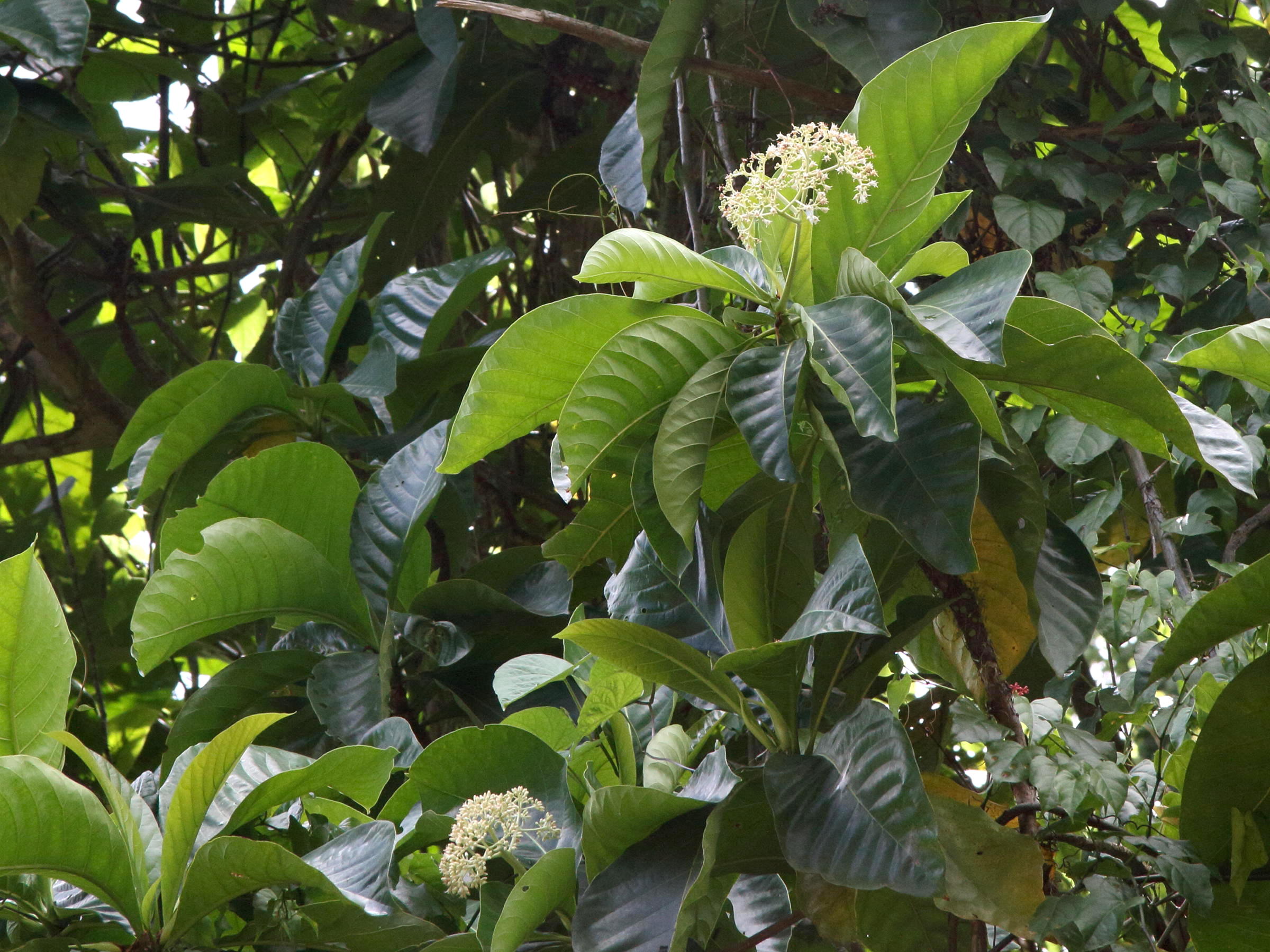 Afficher le média chimarrhis_cymosa4bd chimarrhis_cymosa4bd