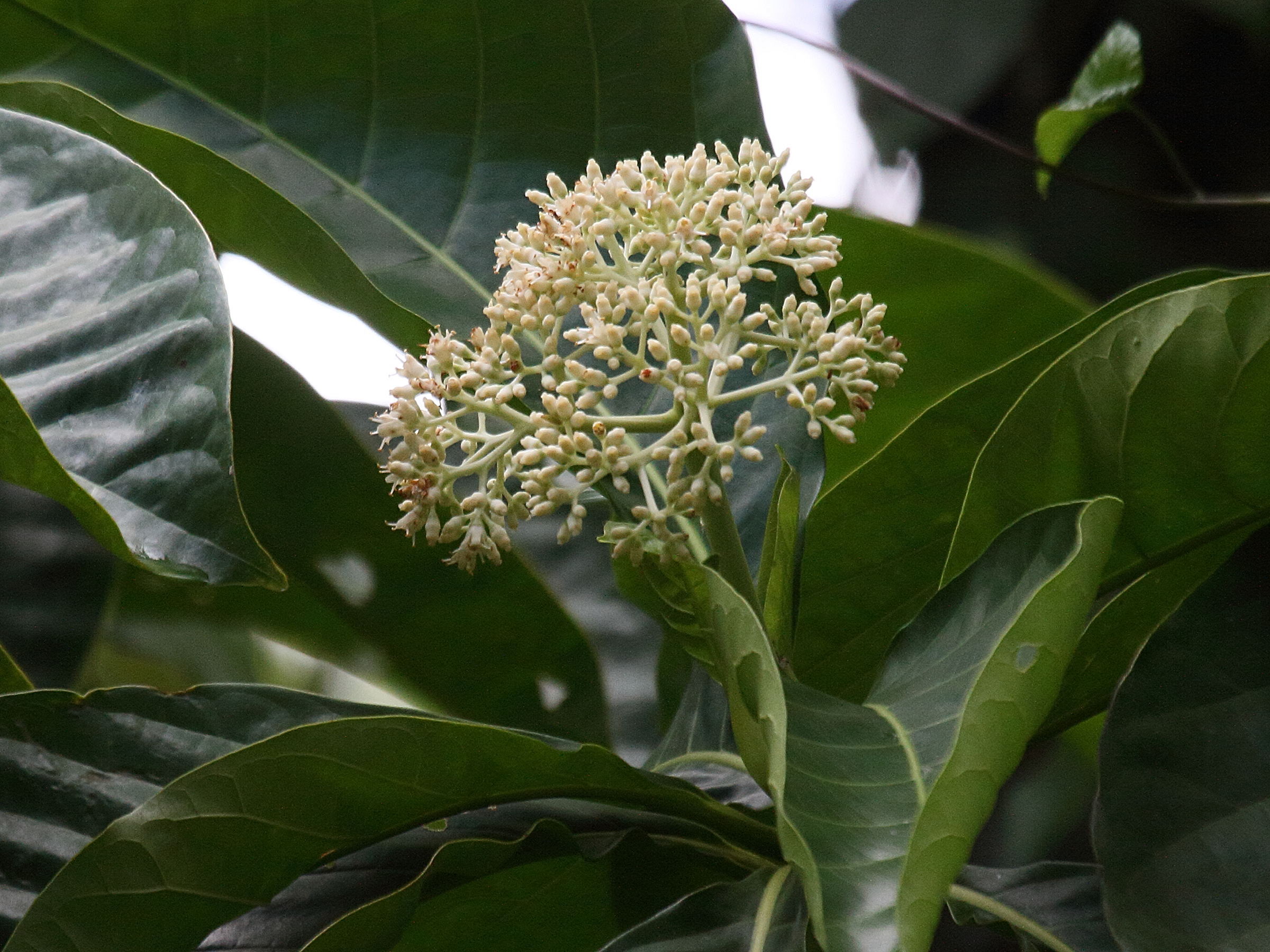 Afficher le média chimarrhis_cymosa5bd chimarrhis_cymosa5bd