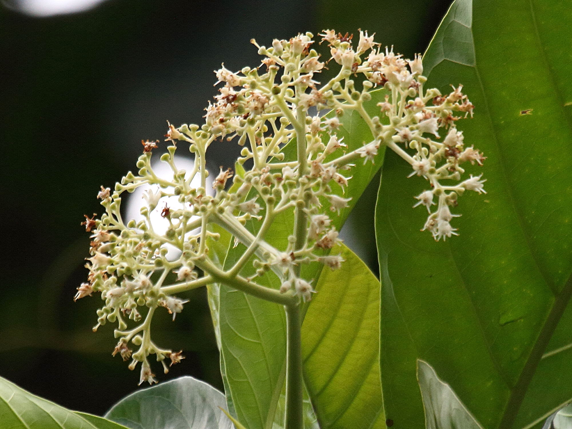 Afficher le média chimarrhis_cymosa6bd chimarrhis_cymosa6bd