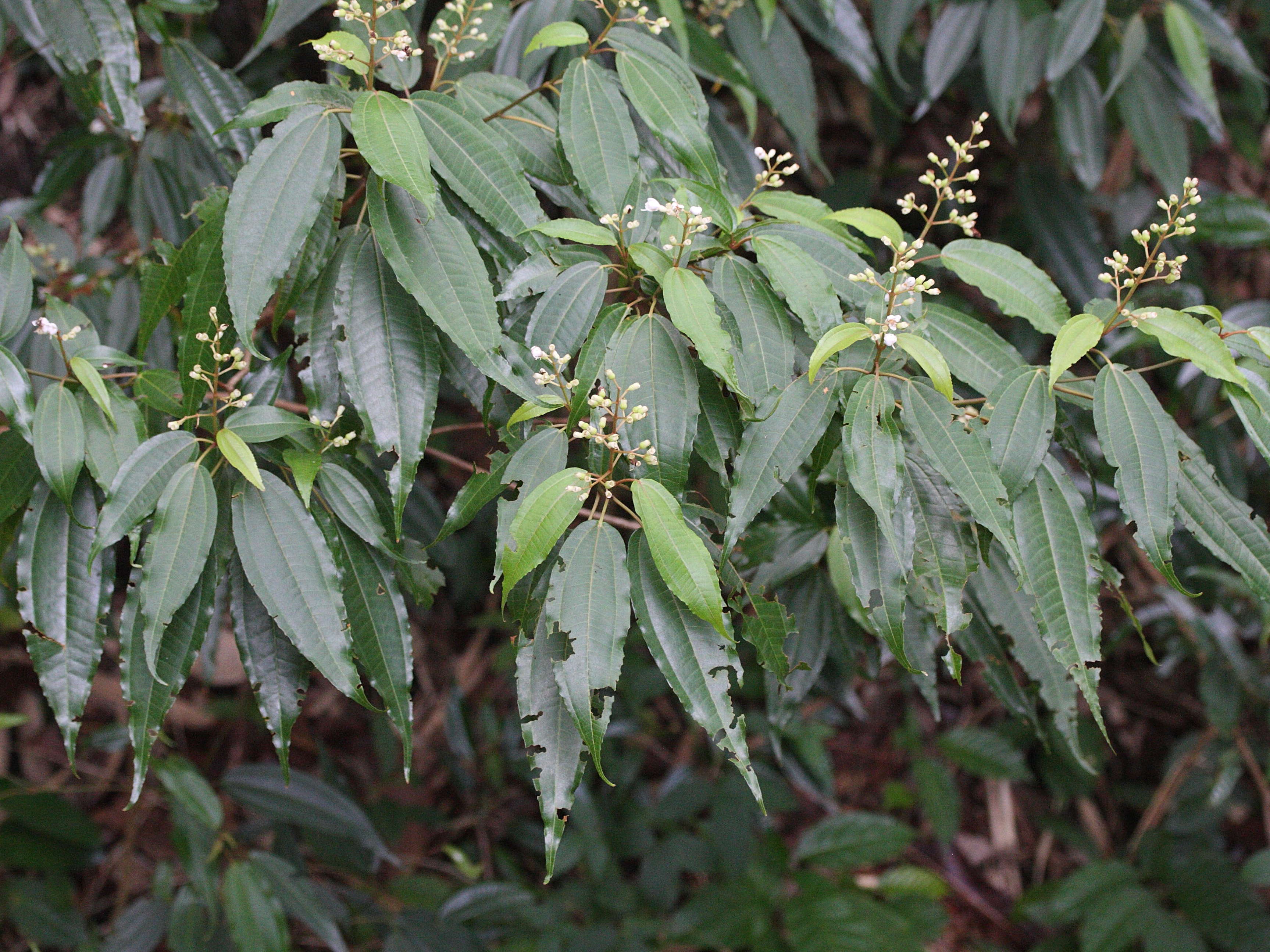 miconia_laevigata1md