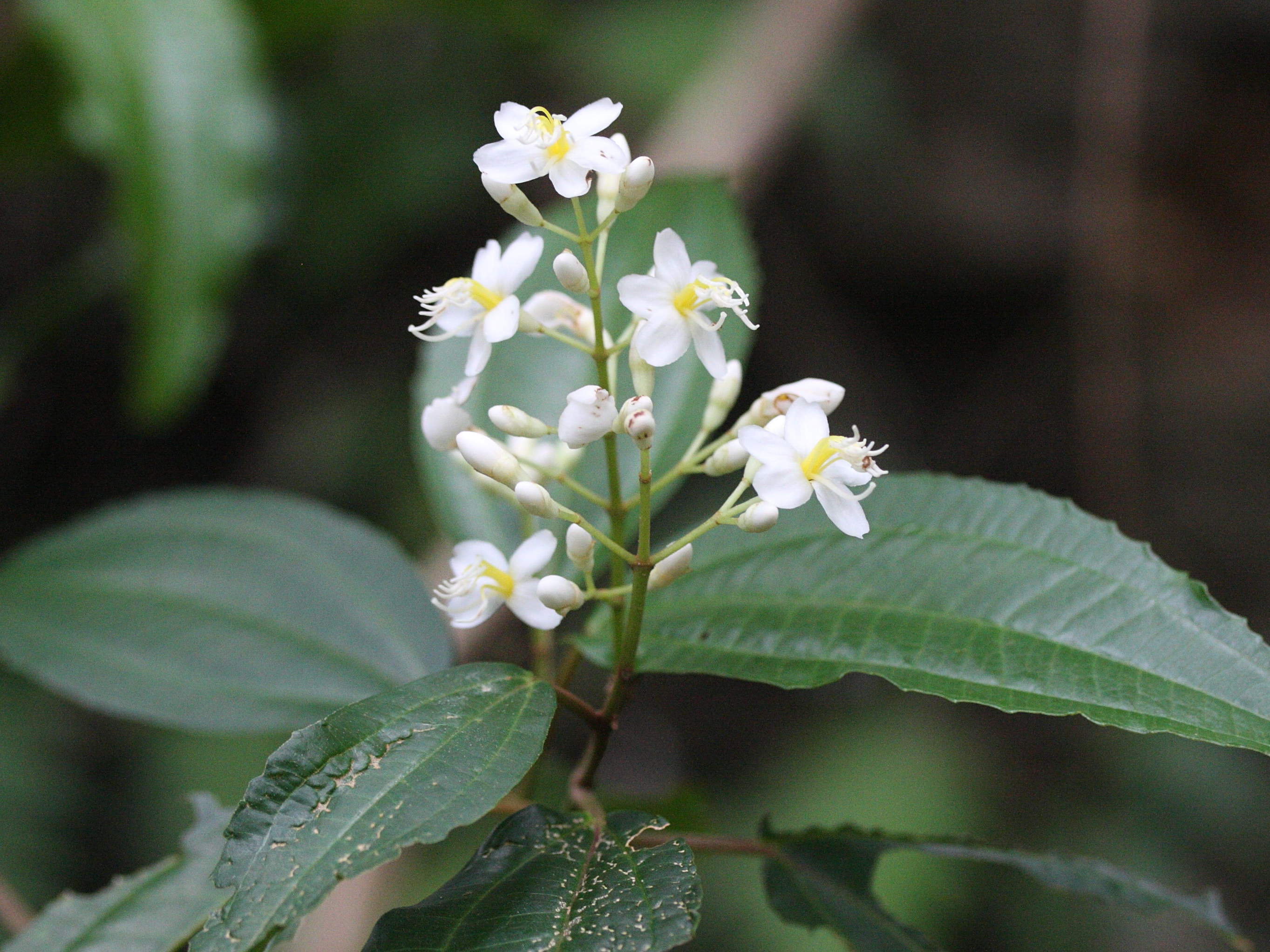 miconia_laevigata2md