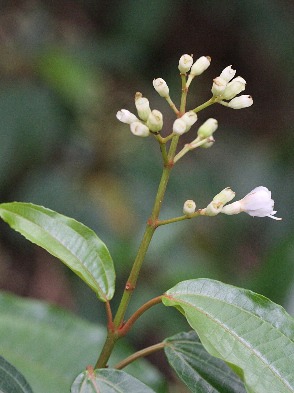 miconia_laevigata3md