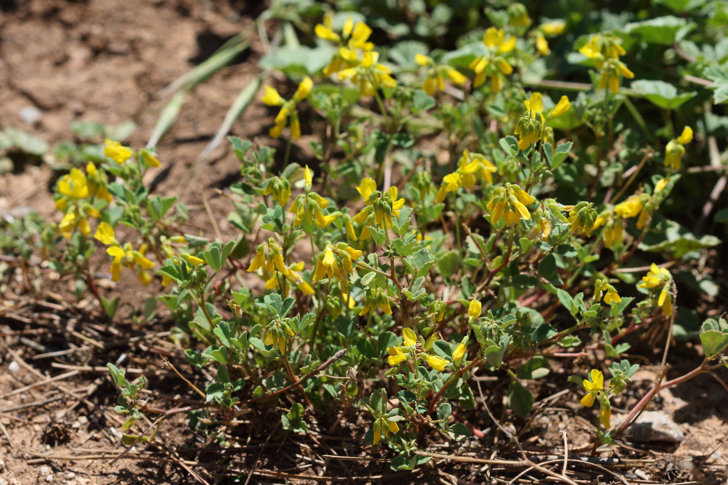 Afficher le média trigonella_balansae2bd trigonella_balansae2bd