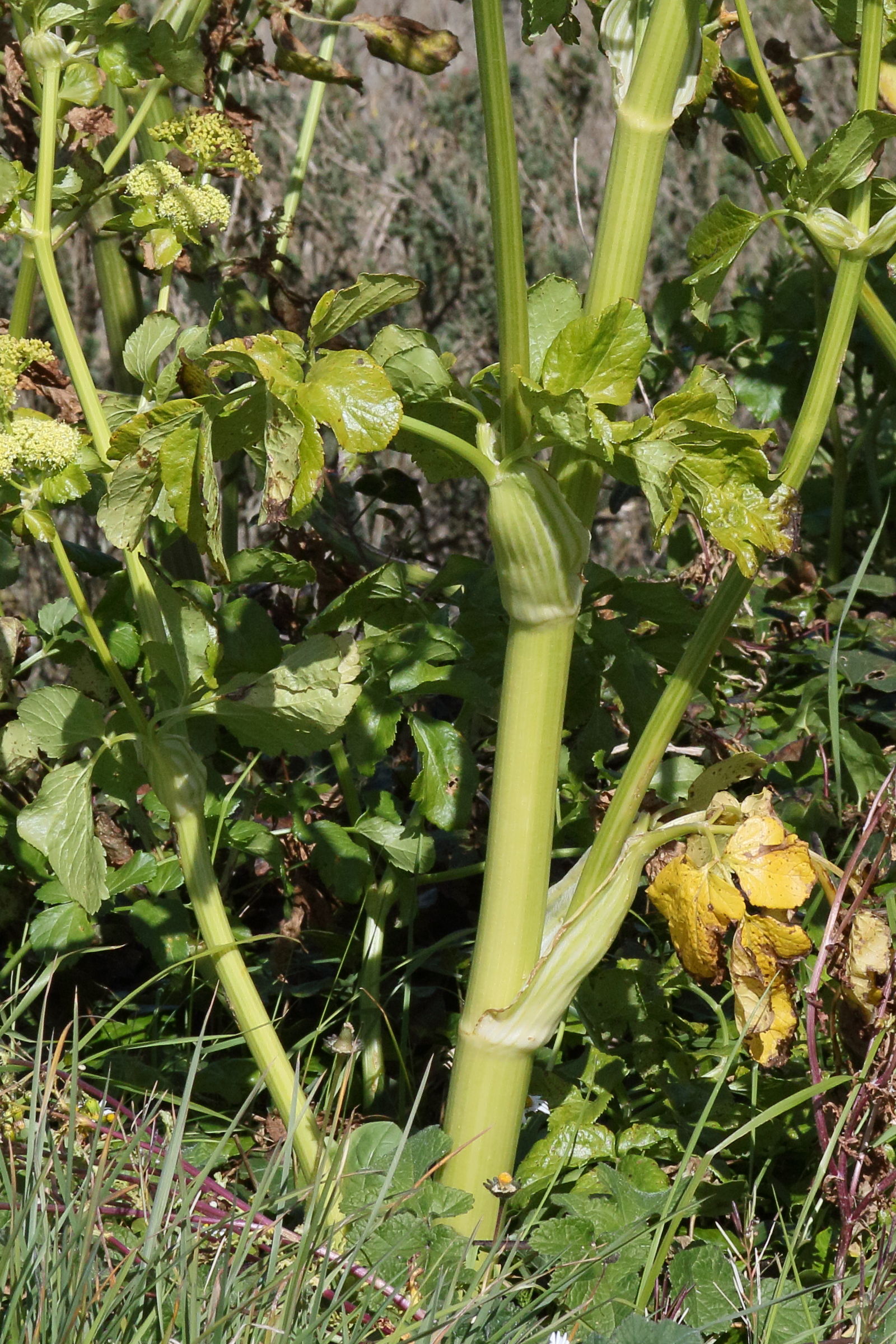 smyrnium_olusatrum6md