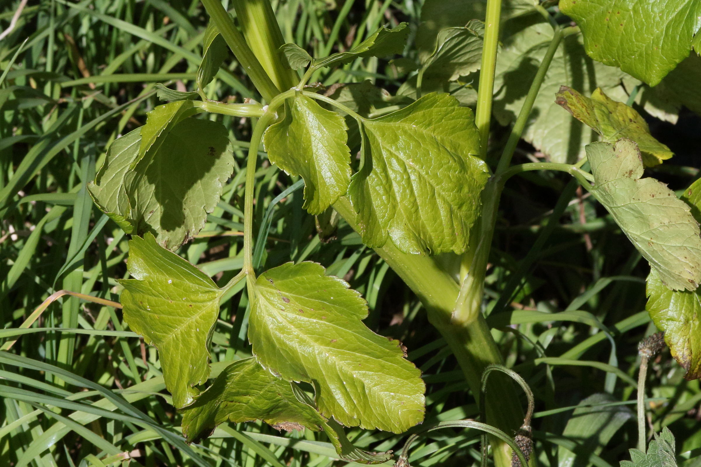 smyrnium_olusatrum7md