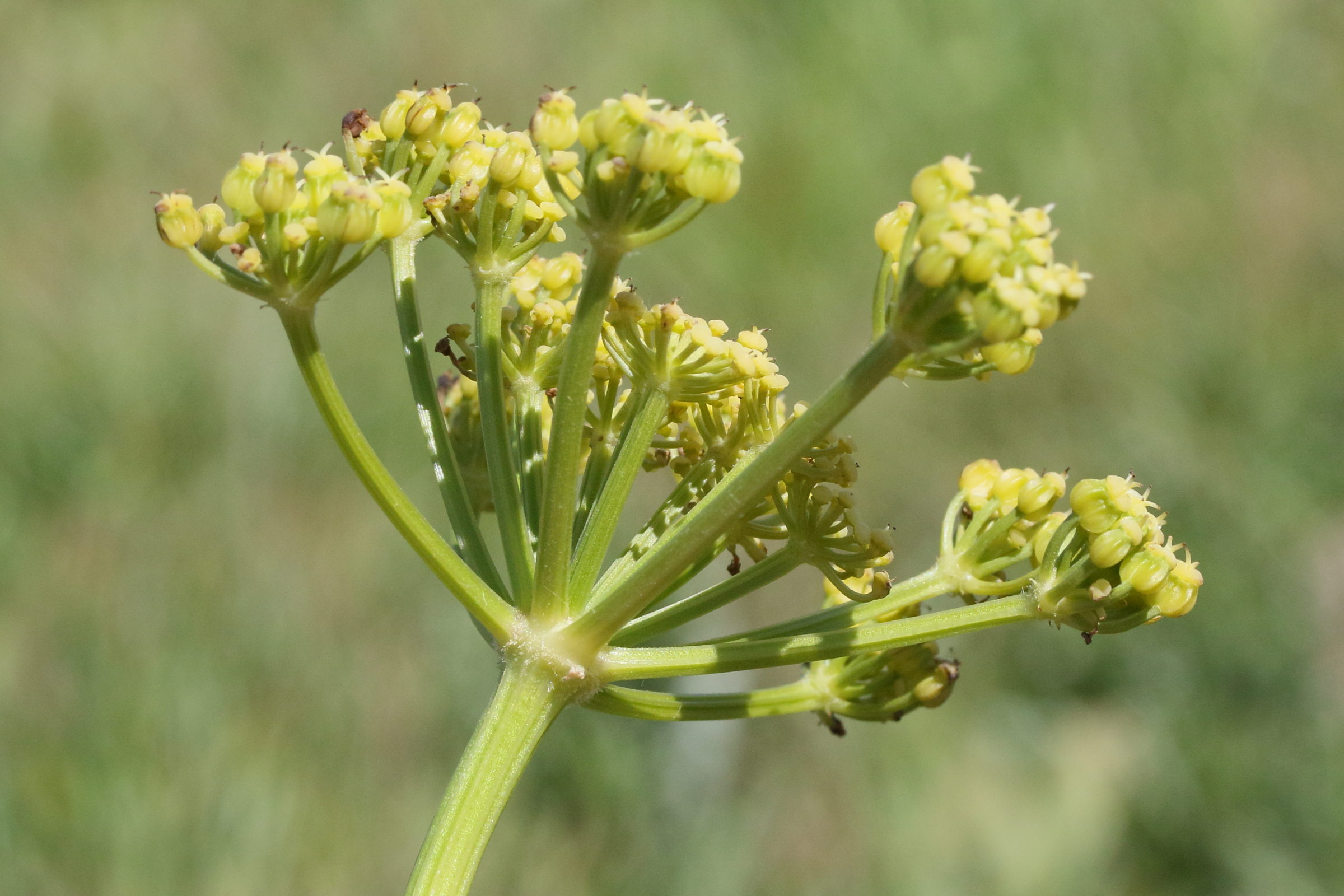 smyrnium_olusatrum8md