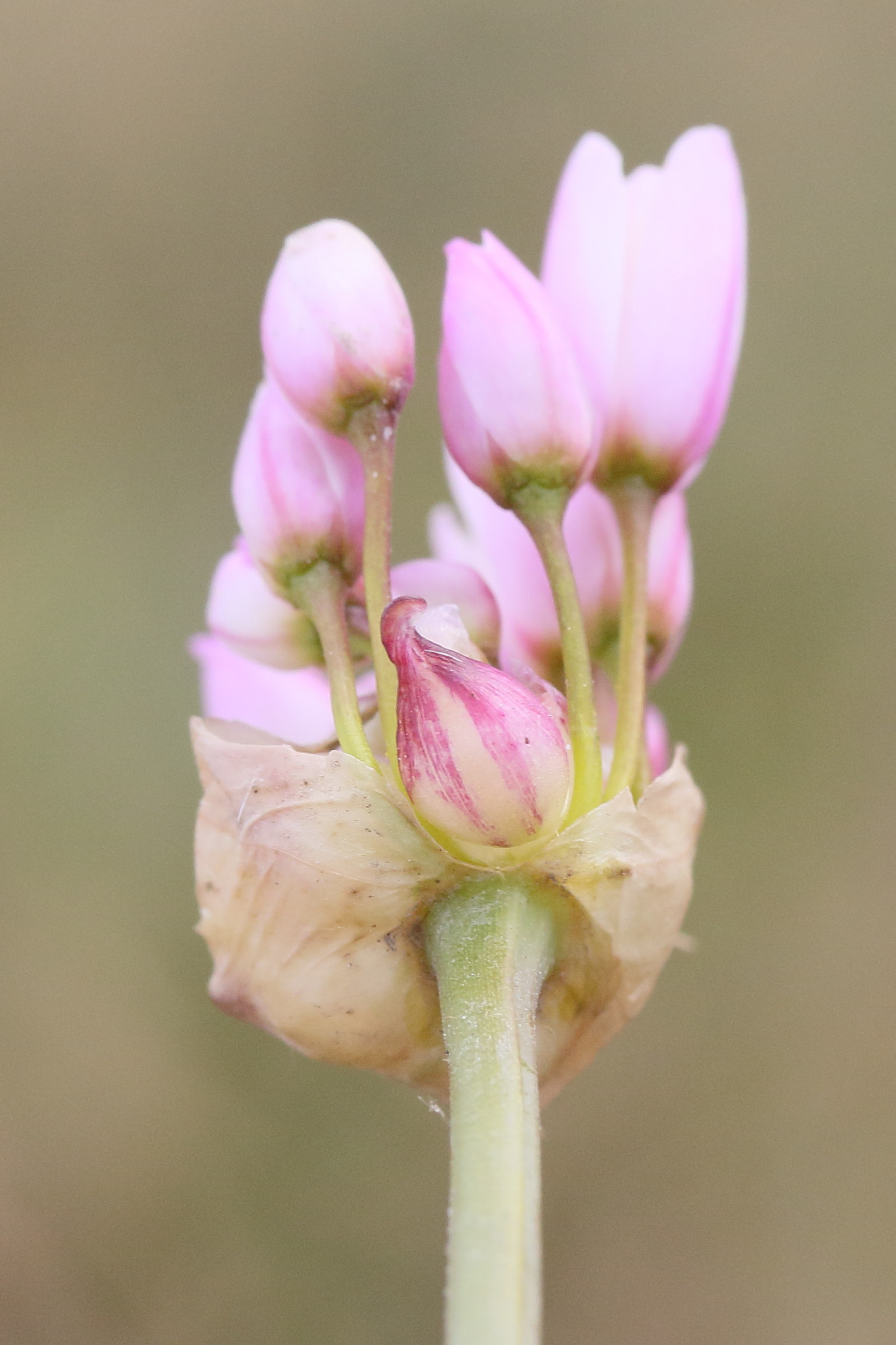 allium_roseum6md