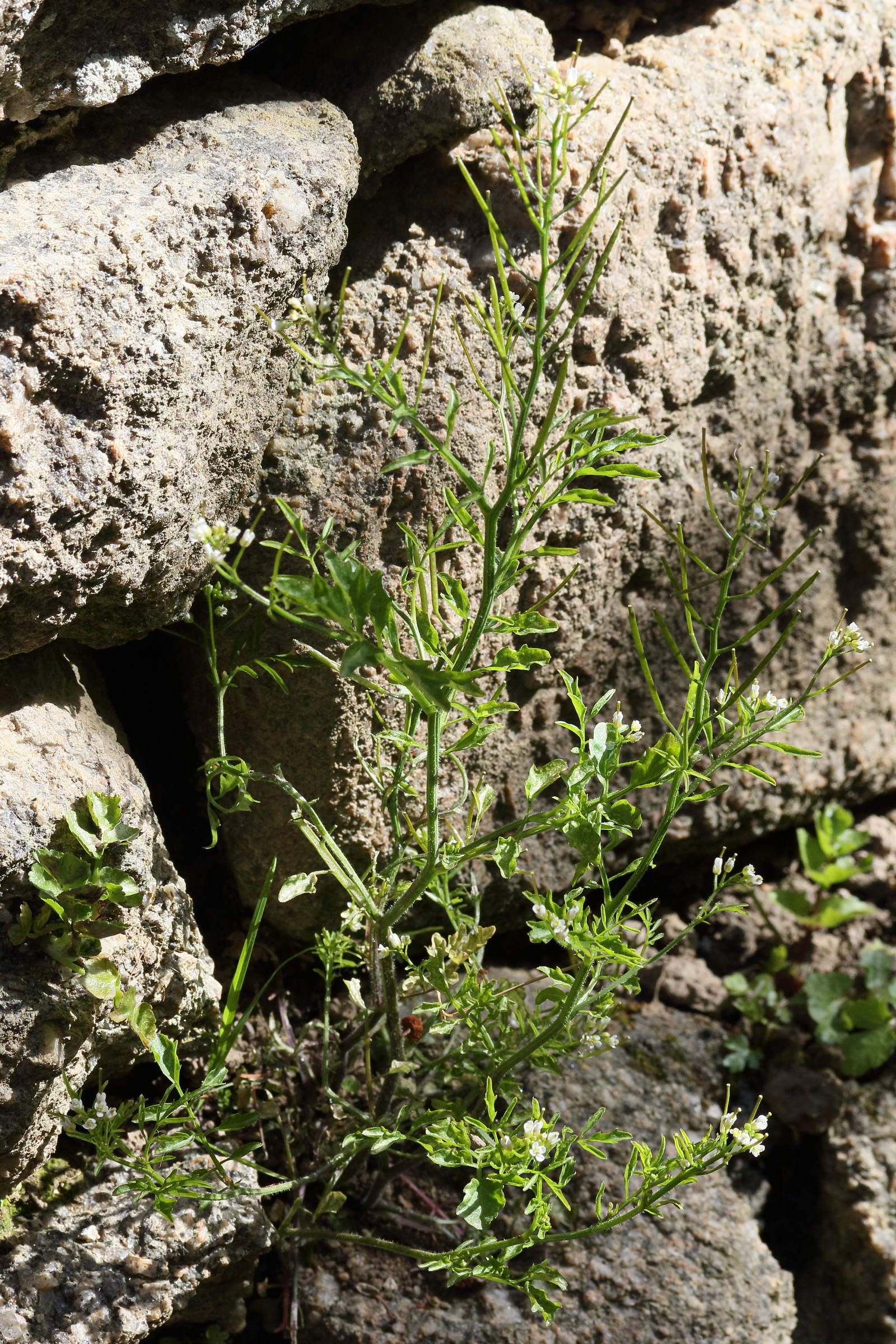 Afficher le média cardamine_flexuosa5md cardamine_flexuosa5md