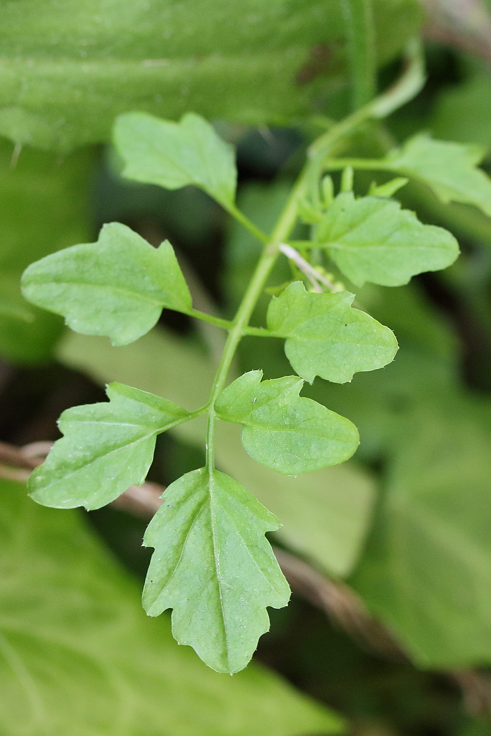 Afficher le média cardamine_flexuosa6md cardamine_flexuosa6md