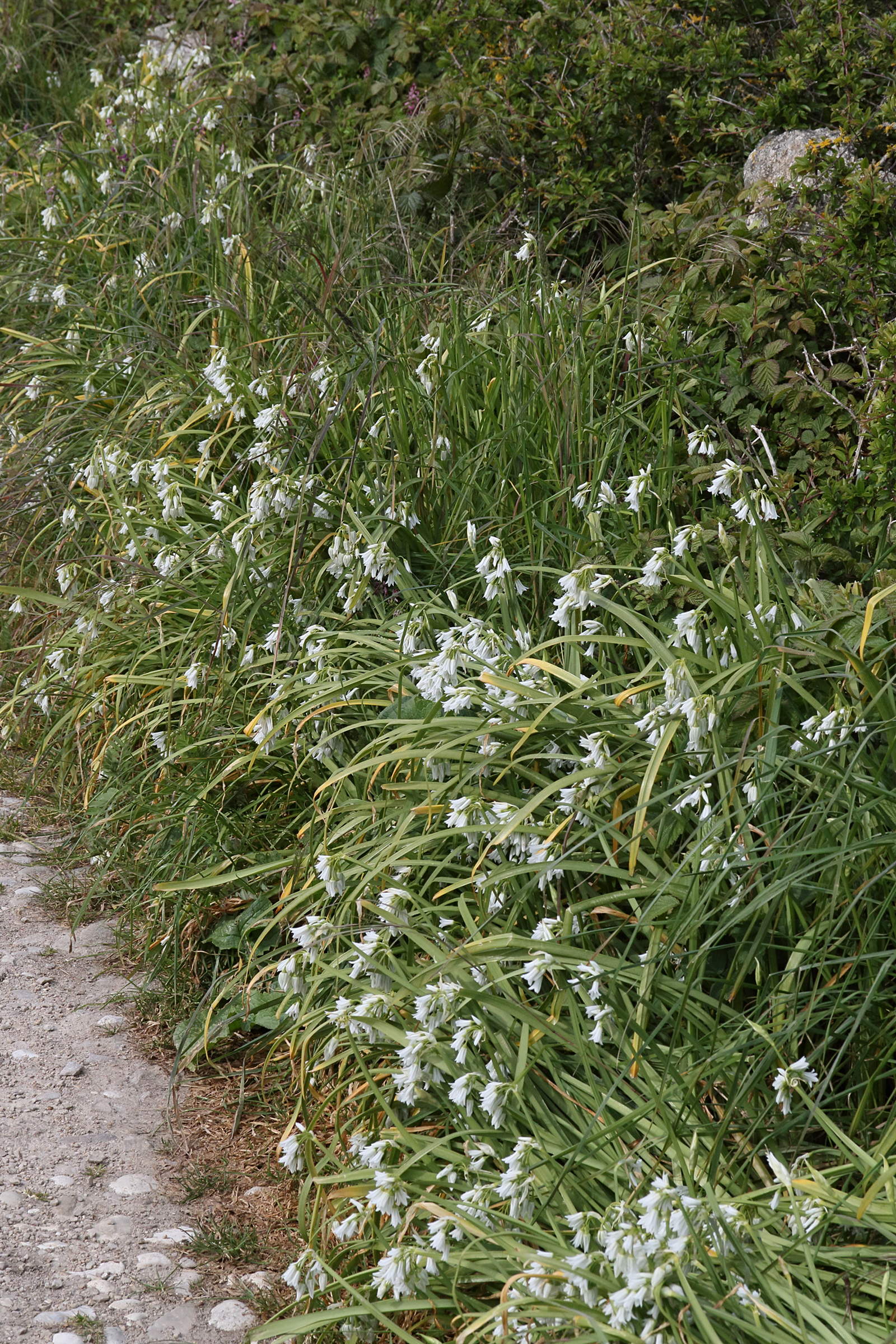 allium_triquetrum5md