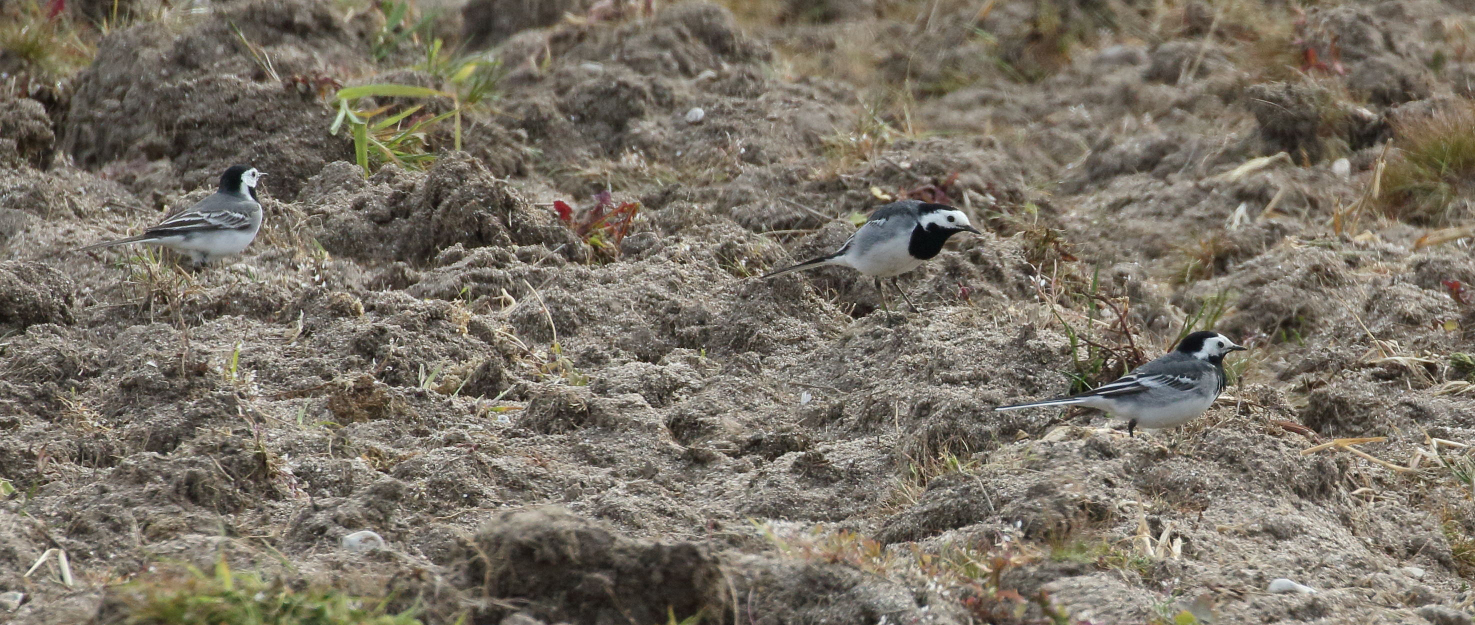 bergeronnette_grise_-_motacilla_alba_8bd