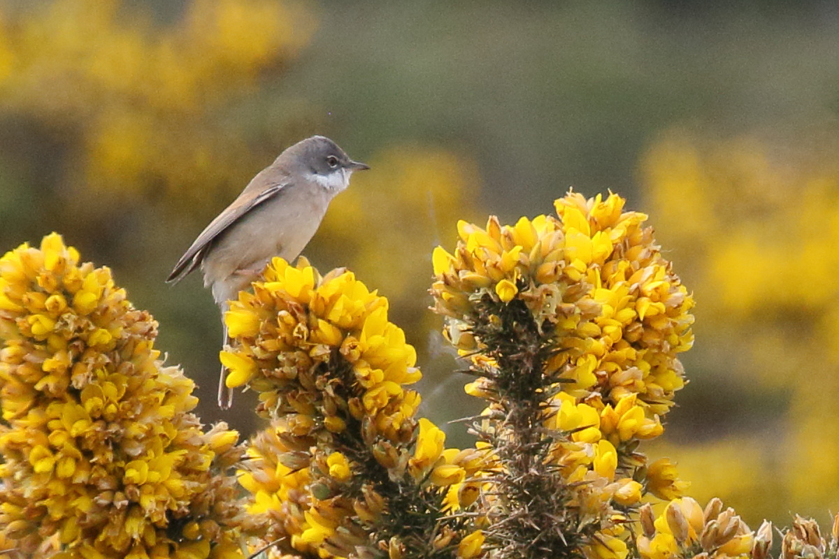 fauvette_grisette_-_curruca_communis10bd