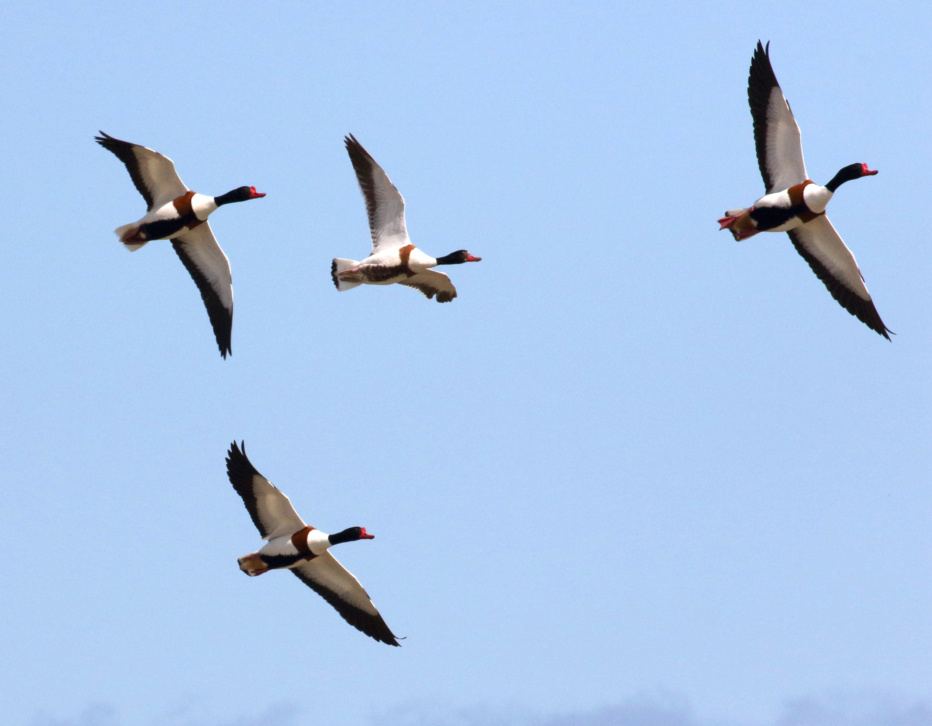 tadorne_de_belon_-_tadorna_tadorna11bd