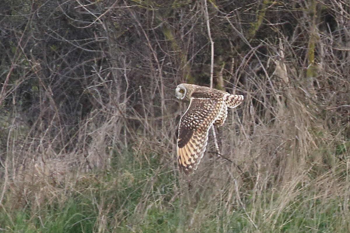 hibou_des_marais_-_asio_flammeus1bd