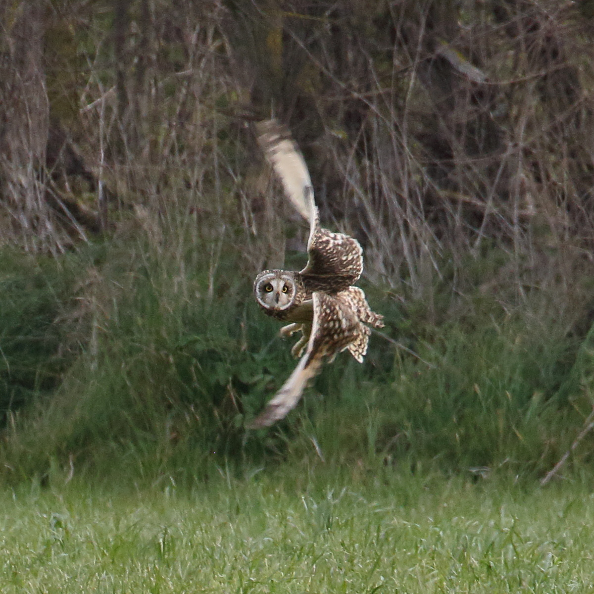 hibou_des_marais_-_asio_flammeus2bd