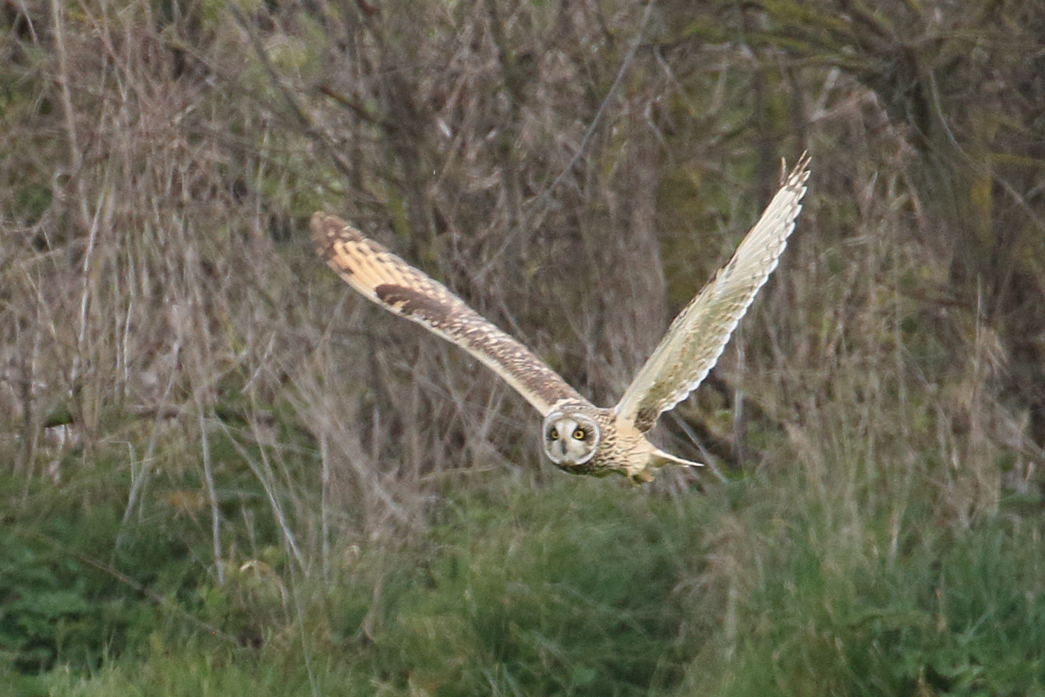 hibou_des_marais_-_asio_flammeus3bd