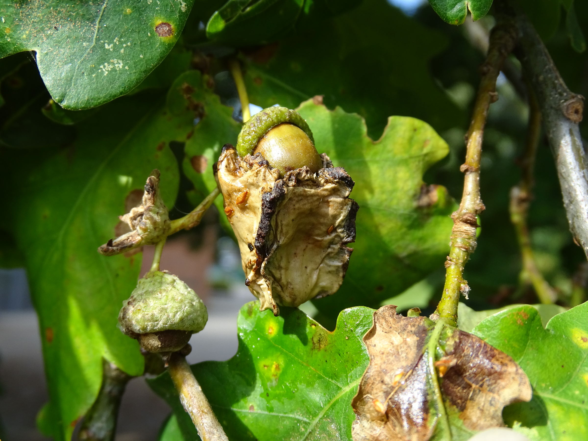 andricus_quercuscalicis_galle5mv