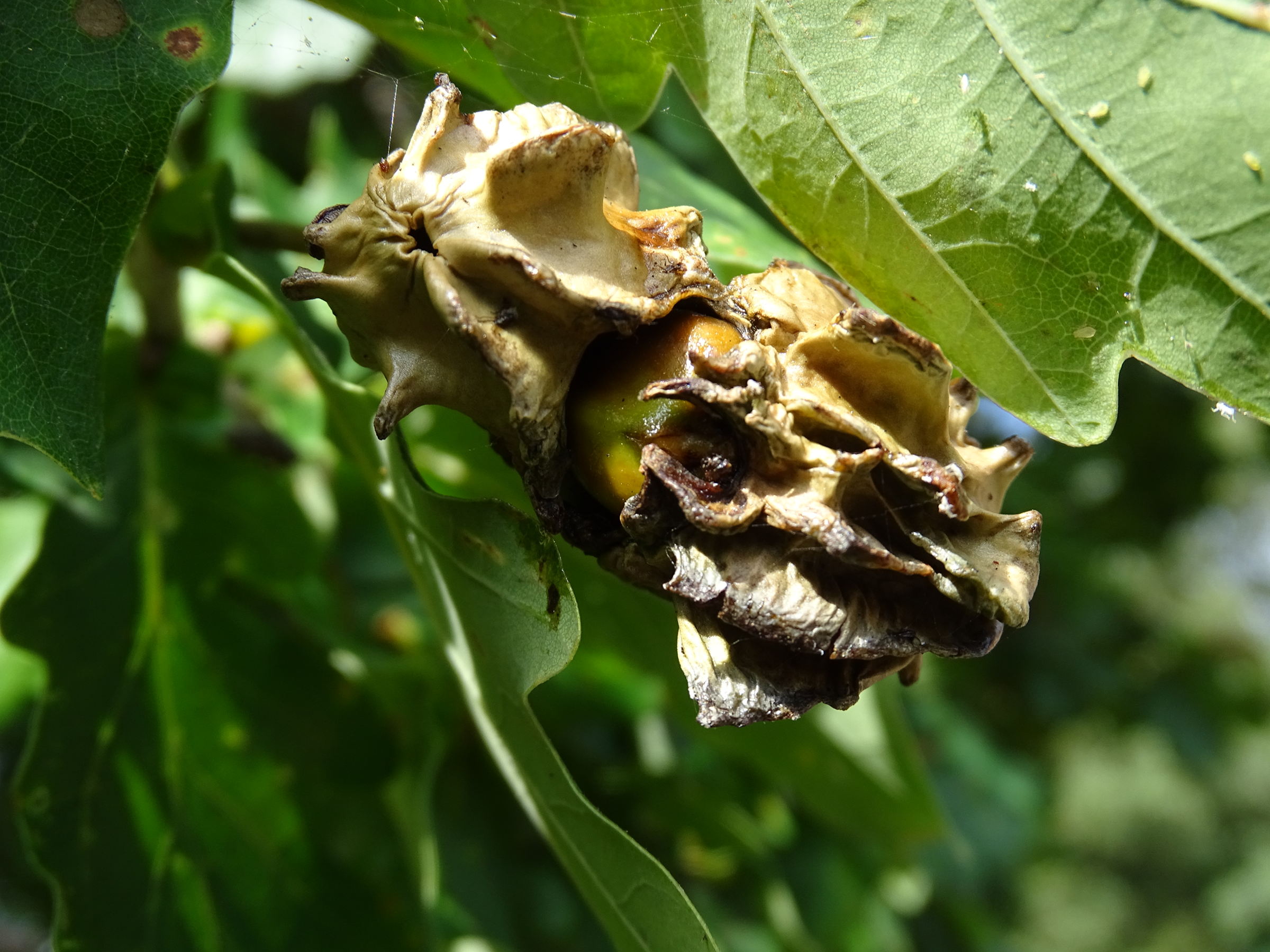 andricus_quercuscalicis_galle6mv