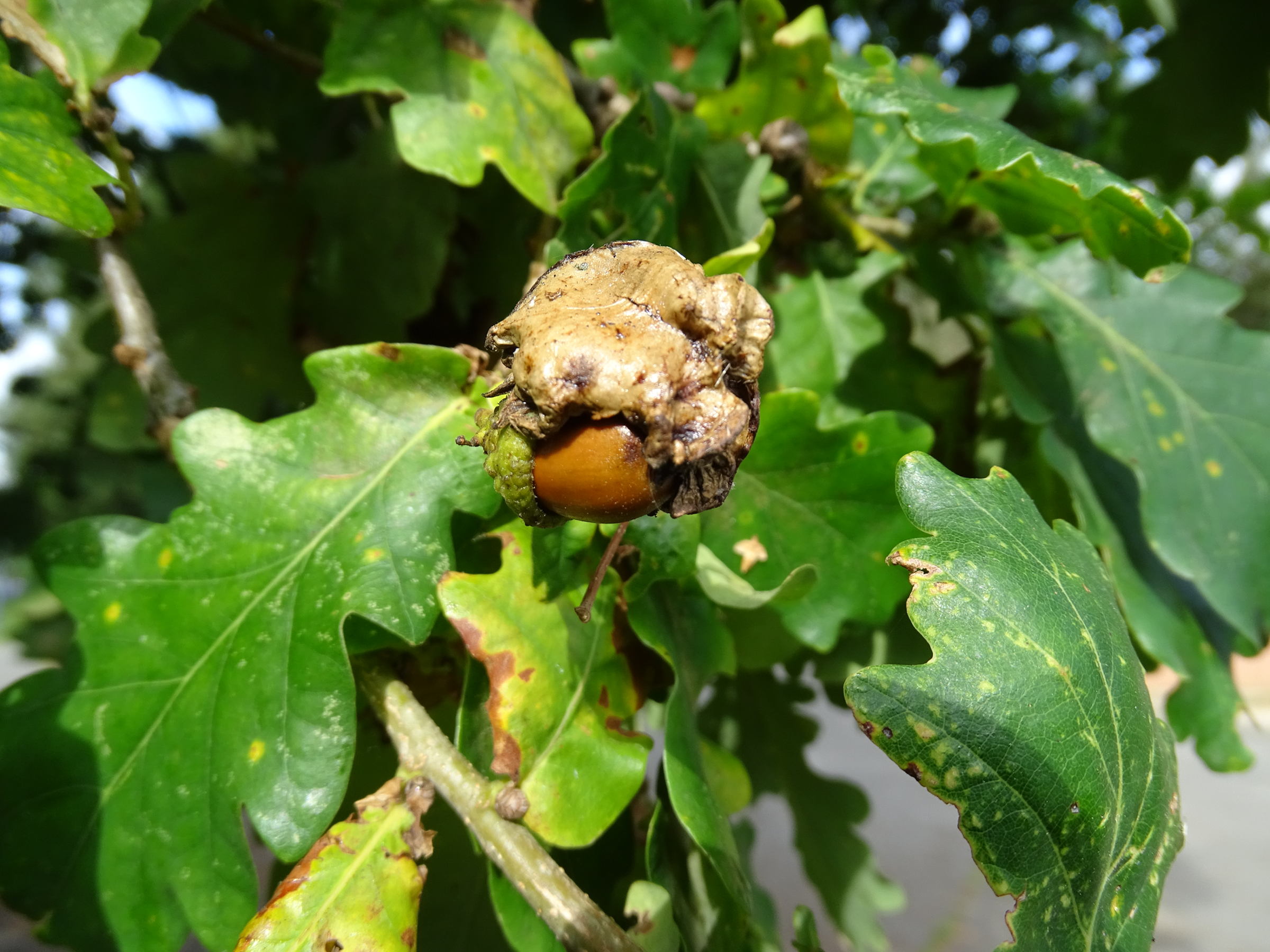 andricus_quercuscalicis_galle7mv