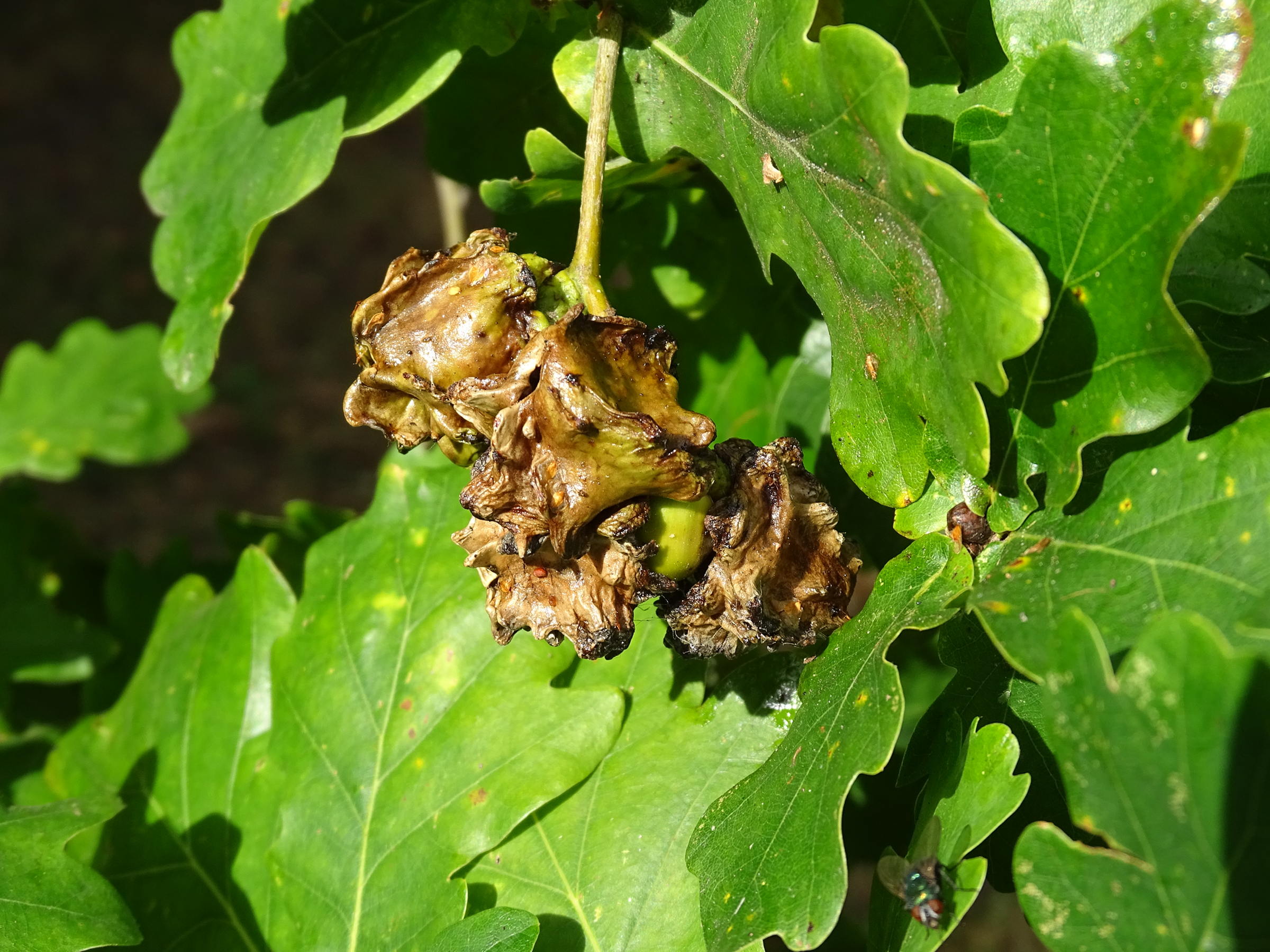 andricus_quercuscalicis_galle8mv