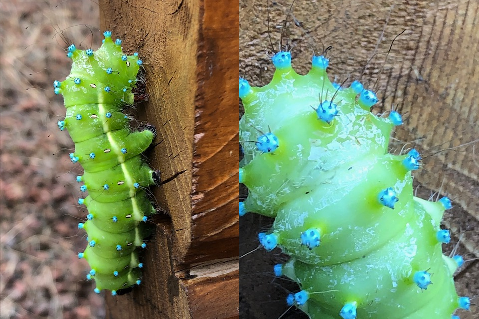 Afficher le média saturnia_pyri_ch2dp saturnia_pyri_ch2dp