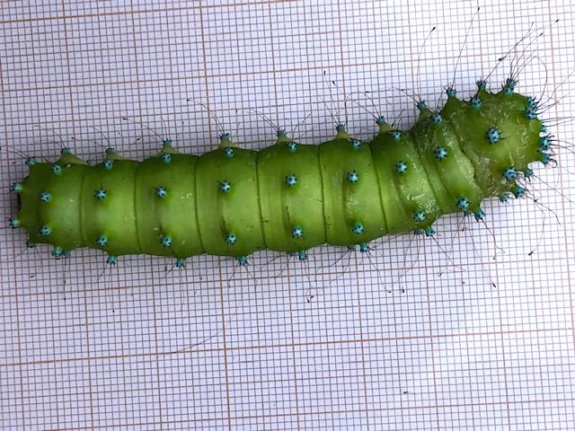 Afficher le média saturnia_pyri_ch3dp saturnia_pyri_ch3dp