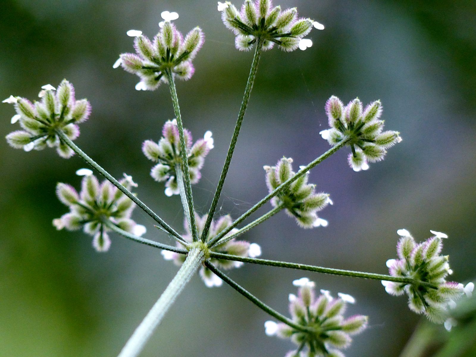 Afficher le média torilis_arvensis_arvensis1eh torilis_arvensis_arvensis1eh