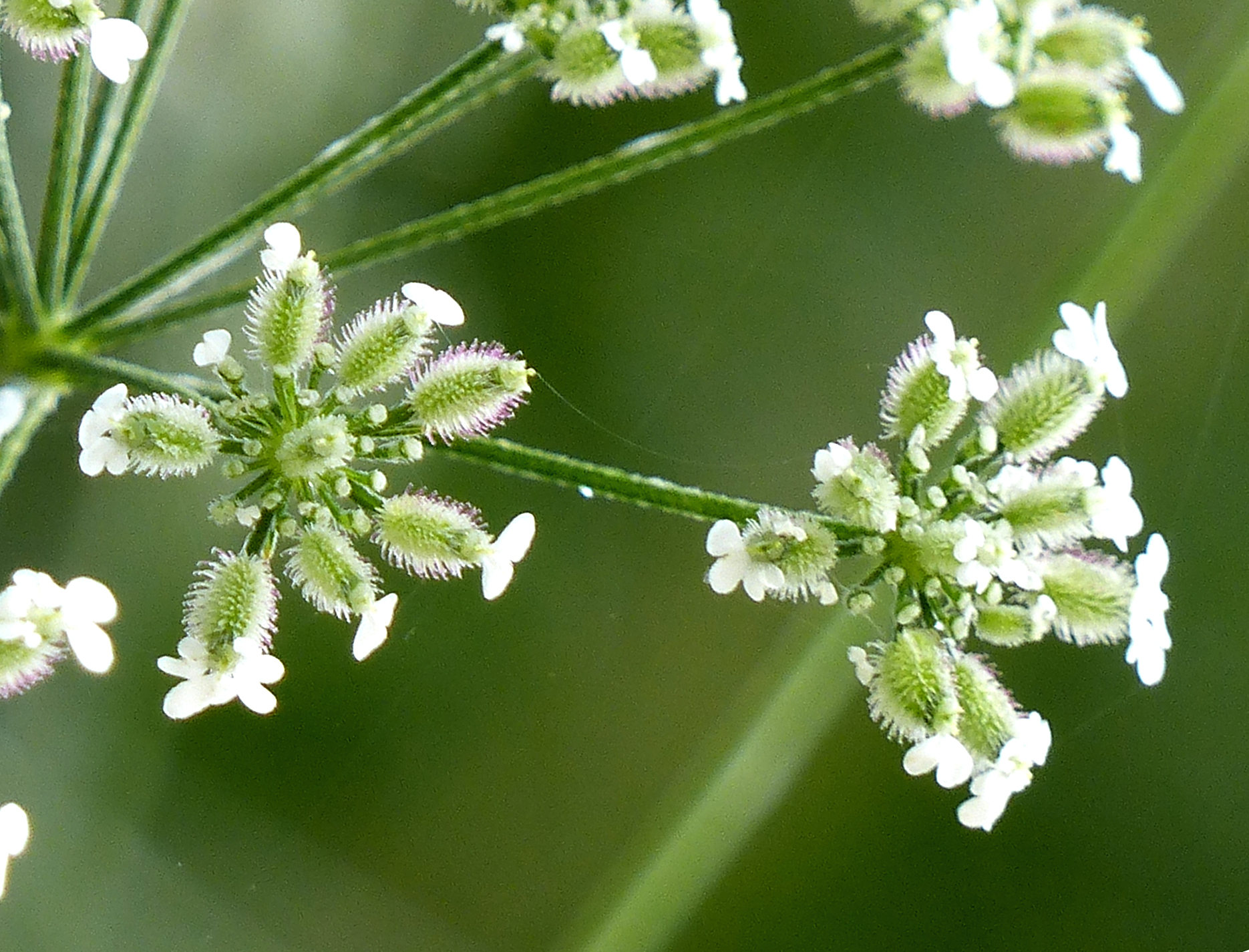 Afficher le média torilis_arvensis_arvensis2eh torilis_arvensis_arvensis2eh