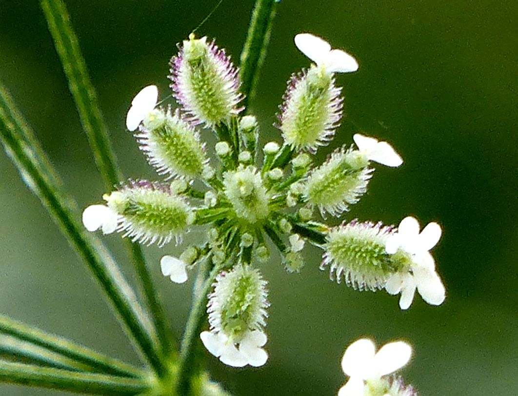 Afficher le média torilis_arvensis_arvensis3eh torilis_arvensis_arvensis3eh